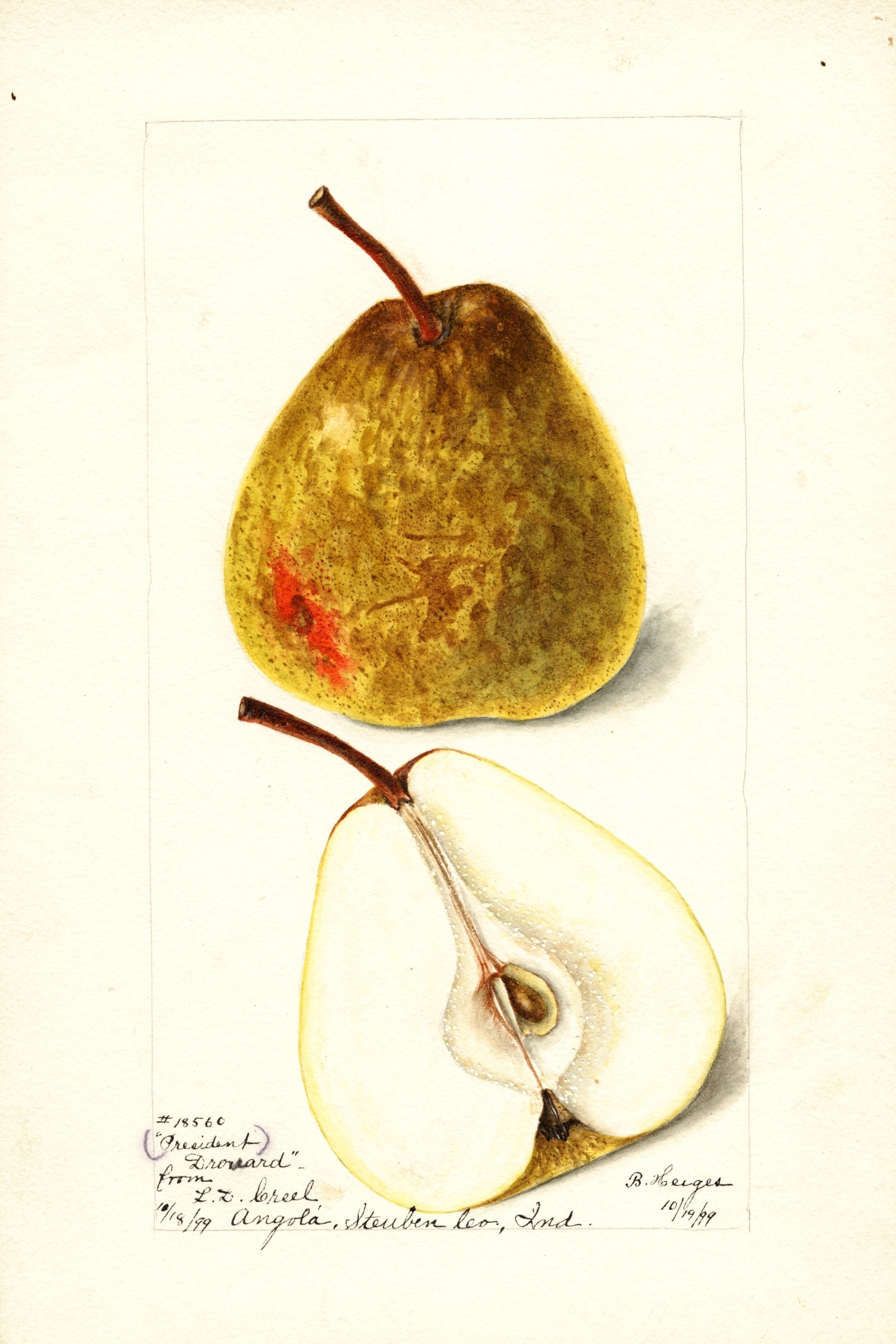 President Drouard Pear