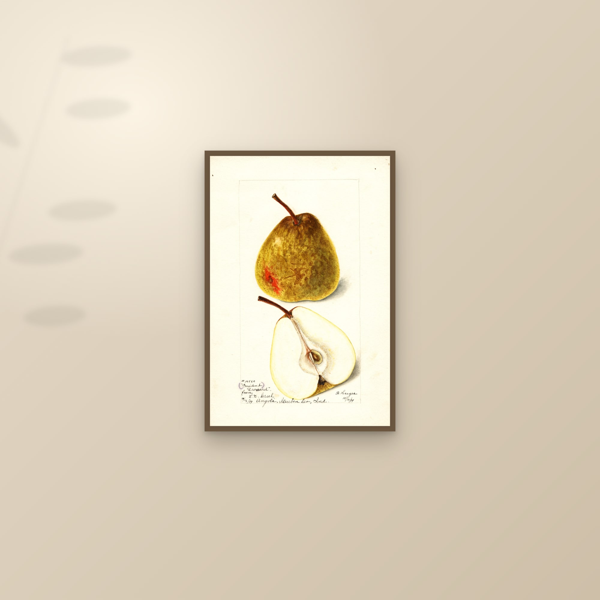 President Drouard Pear — framed and styled on a sunlit wall