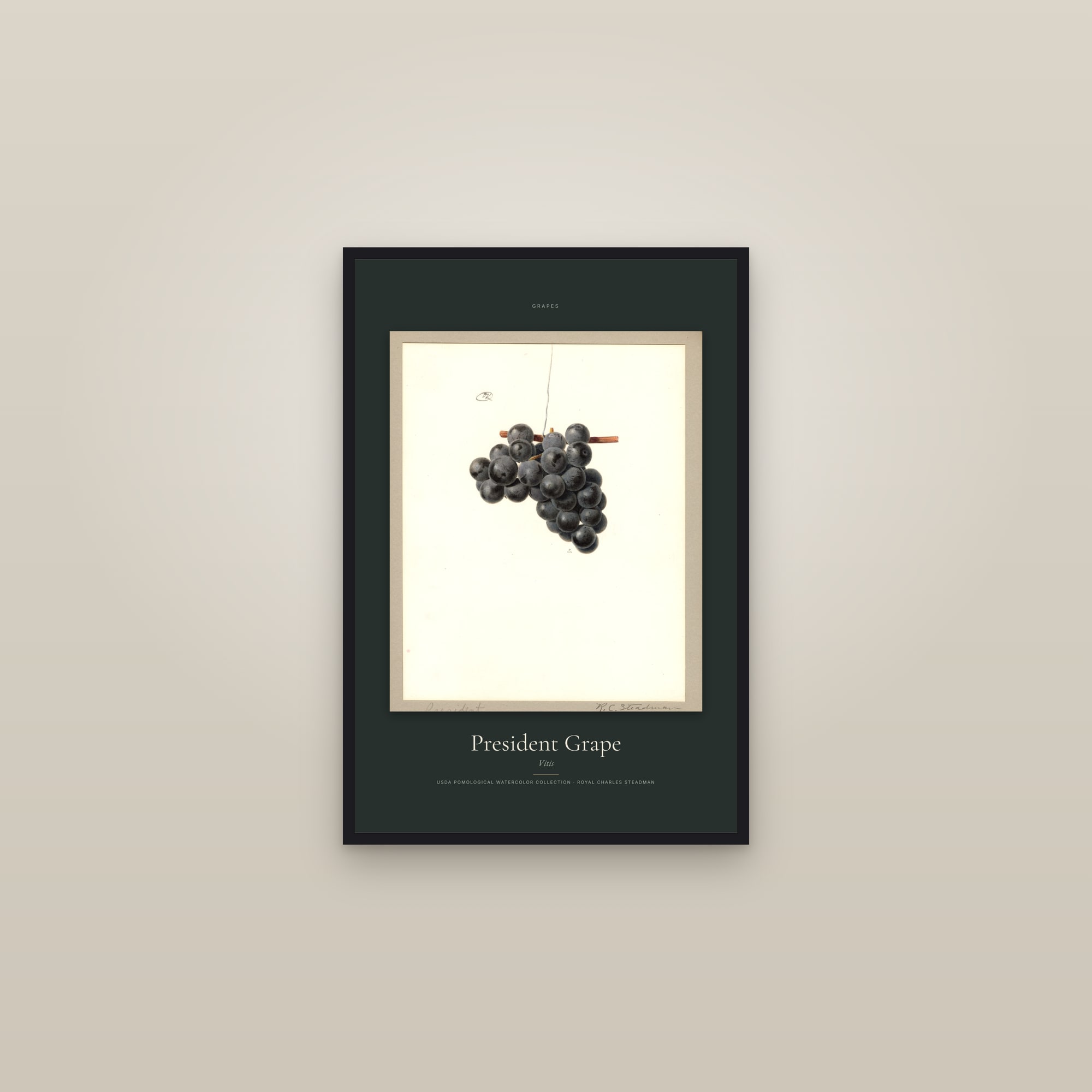 President Grape — Specimen — framed in a gallery setting