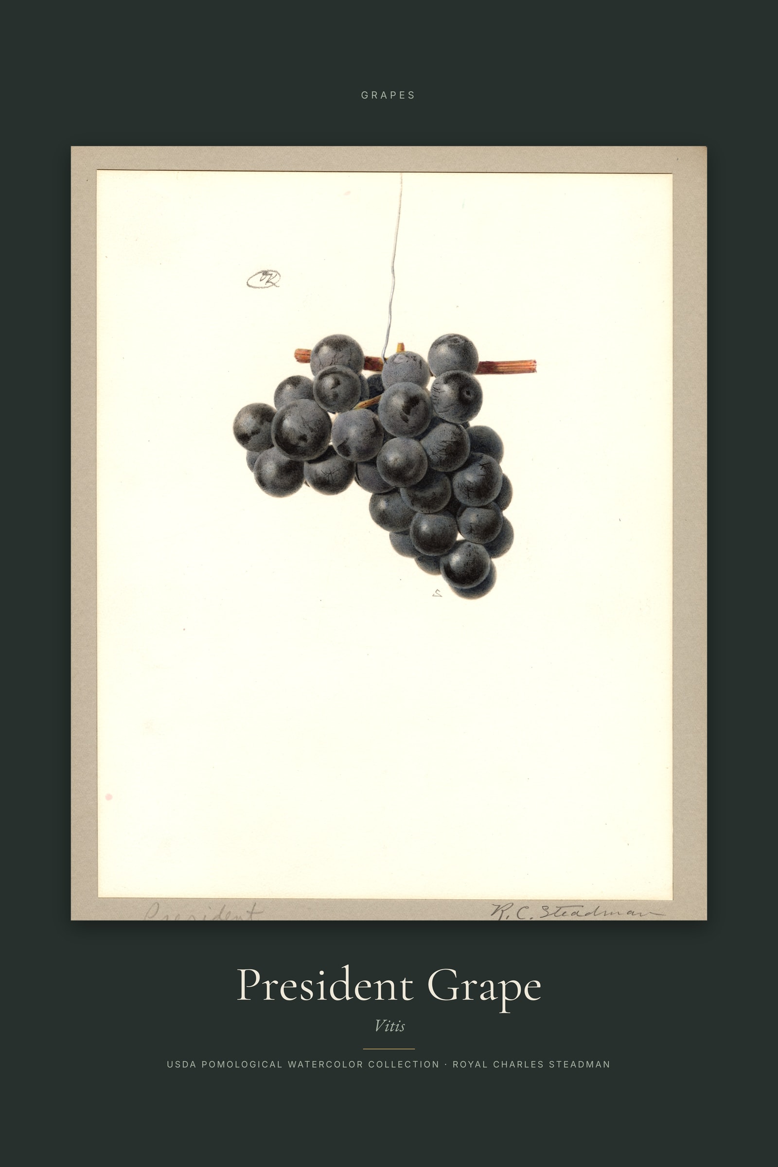 President Grape — Specimen
