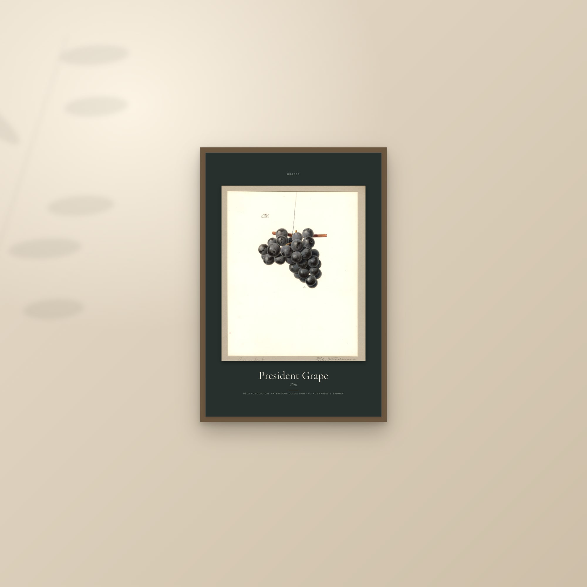President Grape — Specimen — framed and styled on a sunlit wall