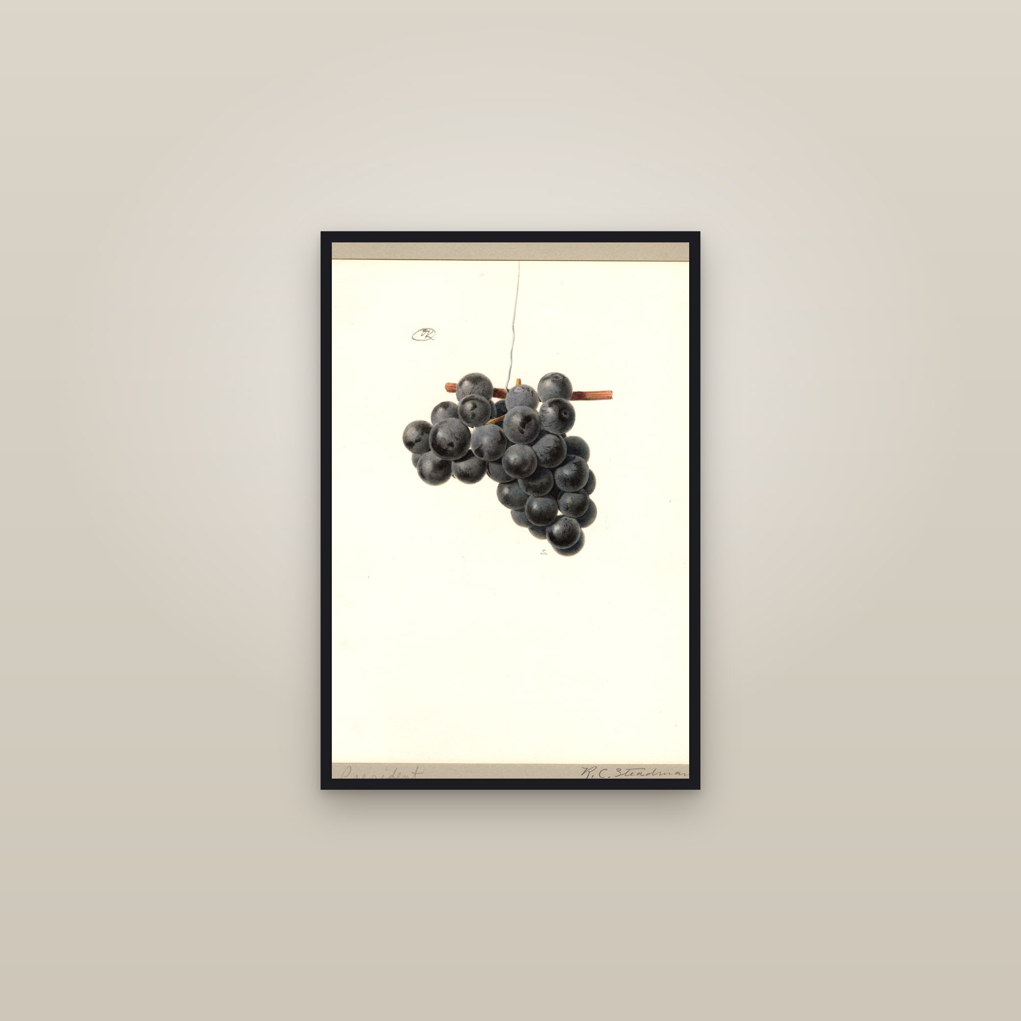 President Grape — framed in a gallery setting