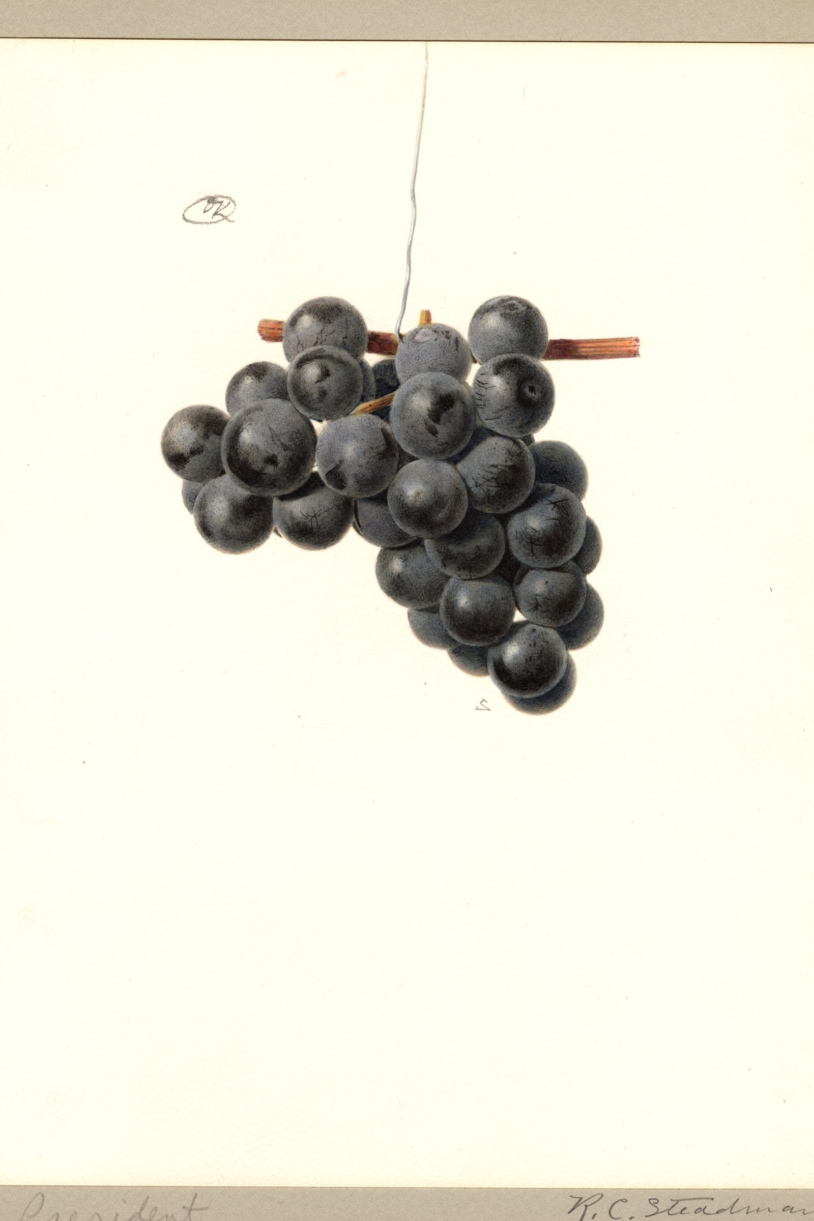 President Grape
