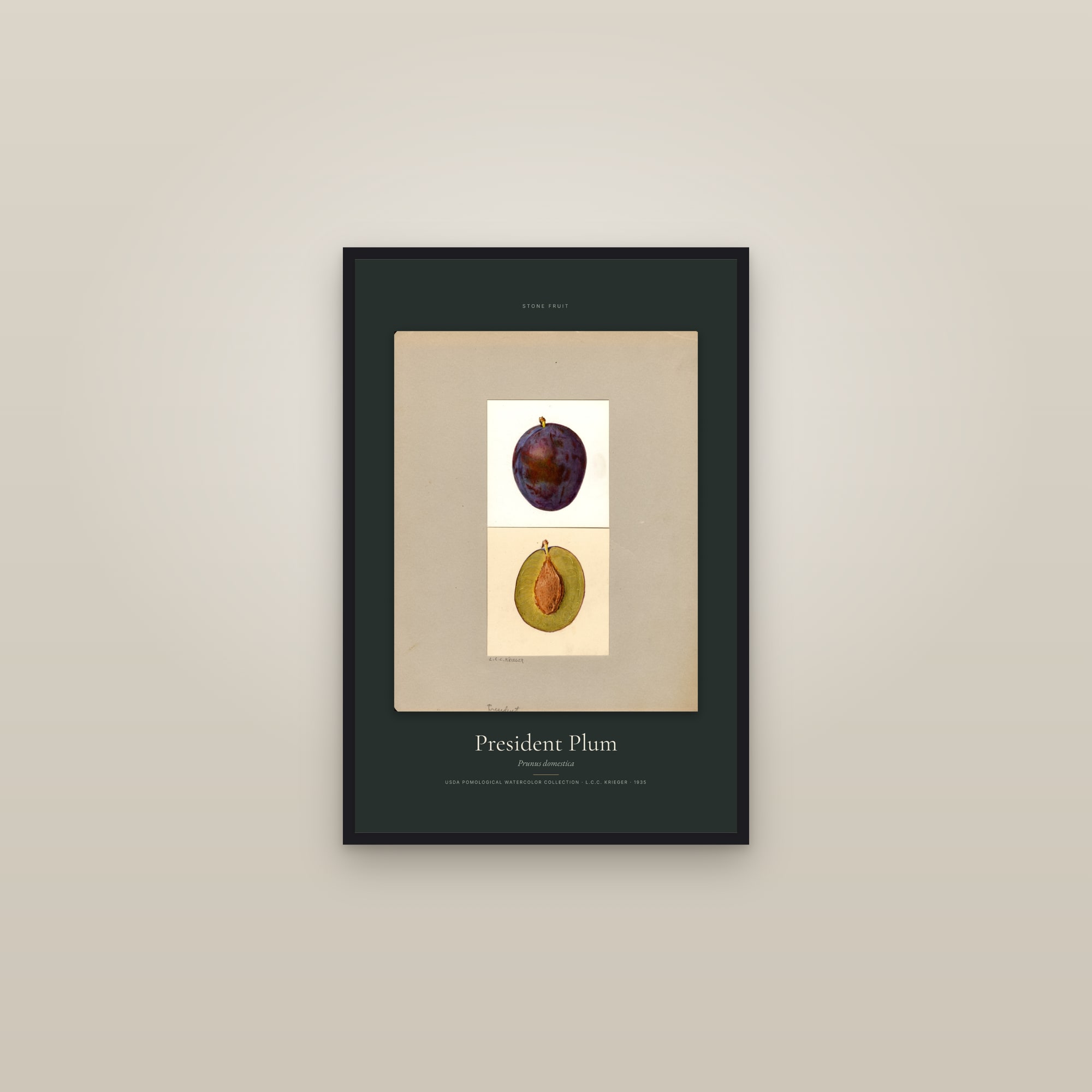 President Plum — Specimen — framed in a gallery setting