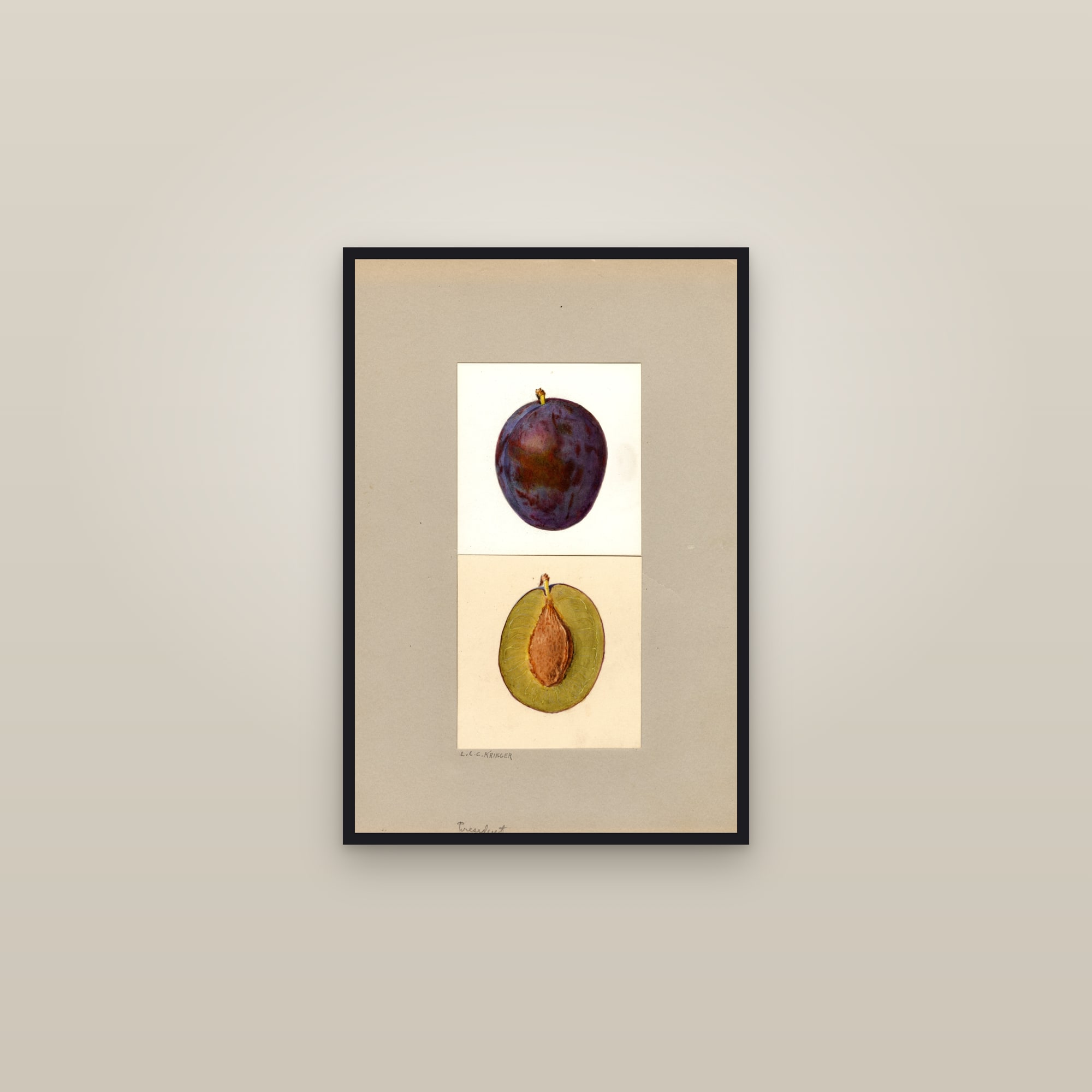 President Plum — framed in a gallery setting