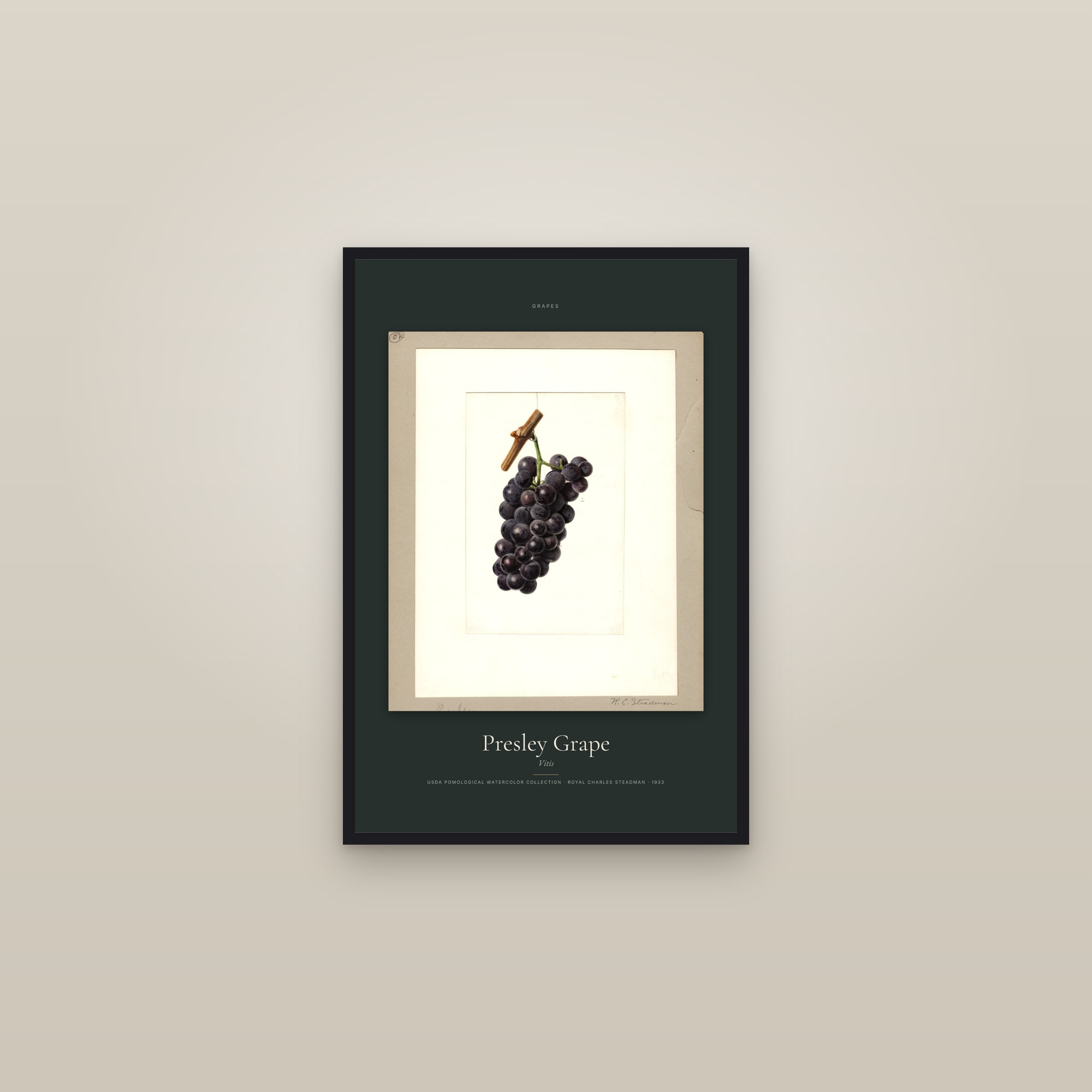 Presley Grape — Specimen — framed in a gallery setting