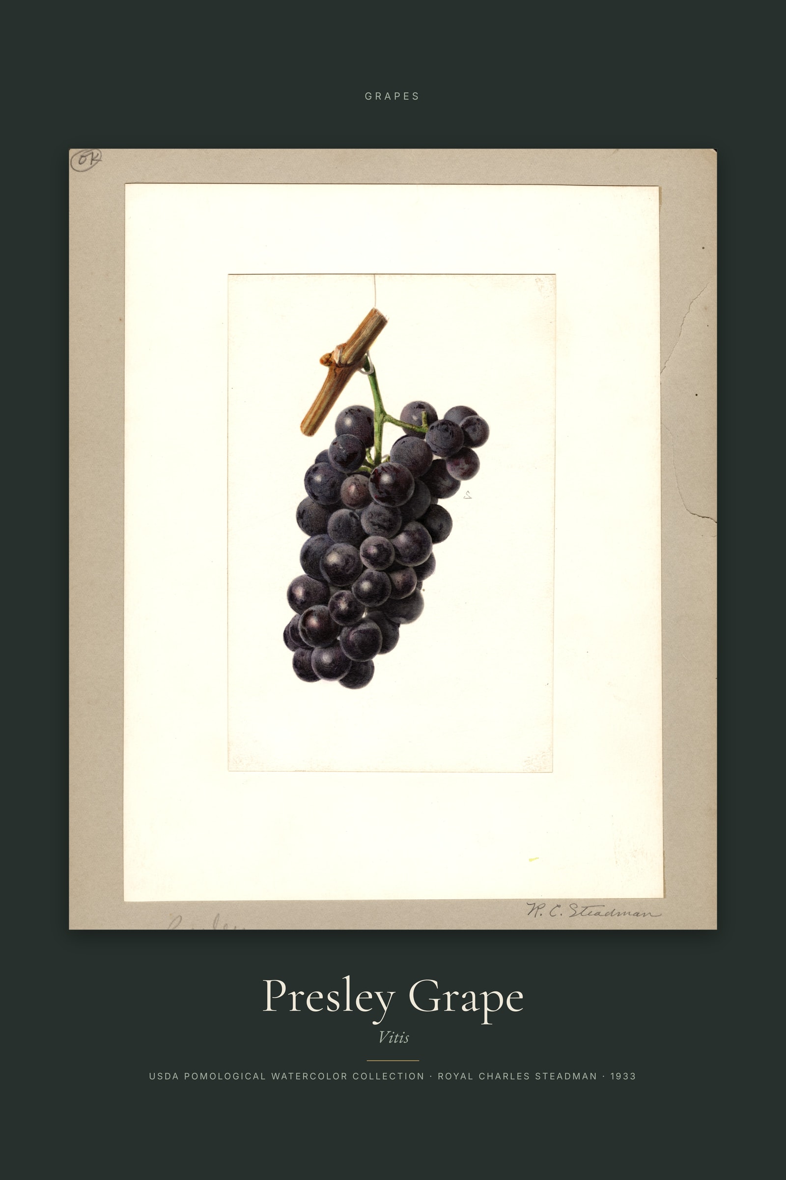 Presley Grape — Specimen