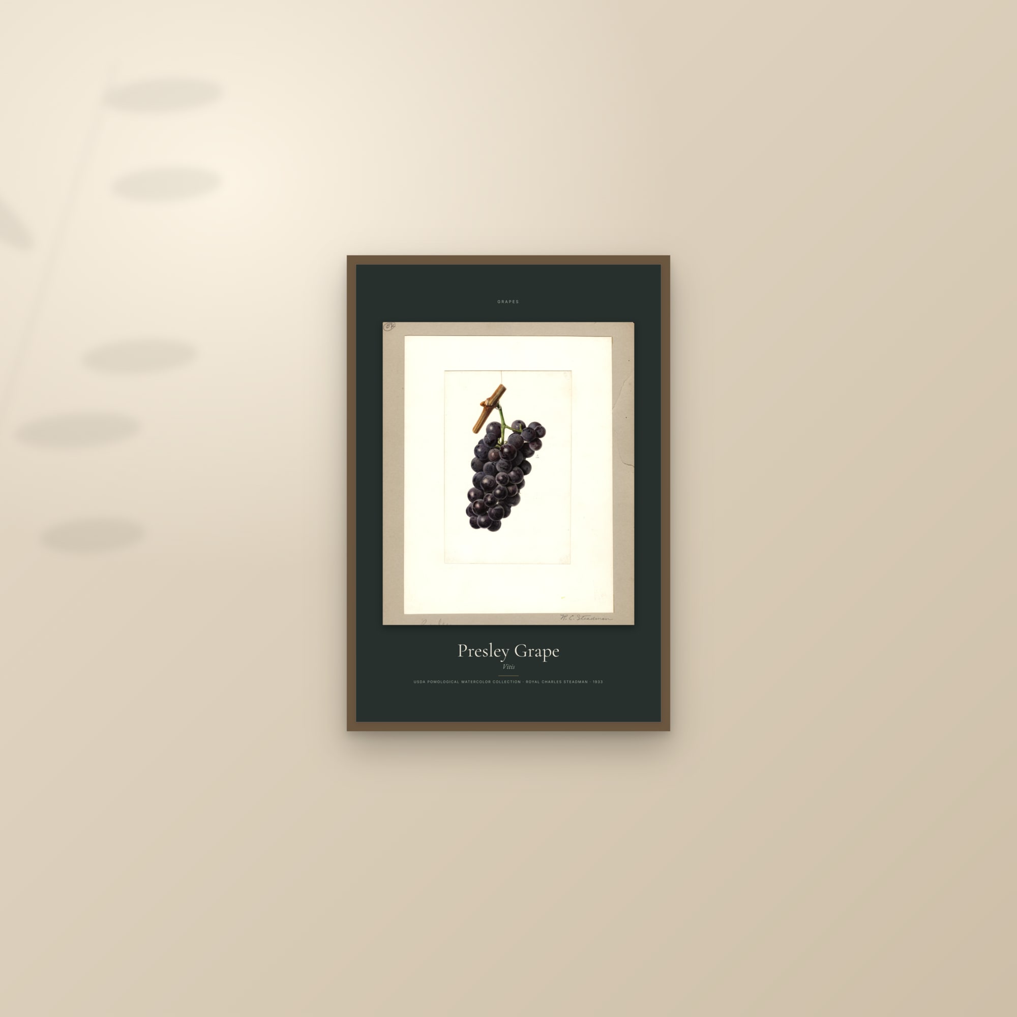 Presley Grape — Specimen — framed and styled on a sunlit wall