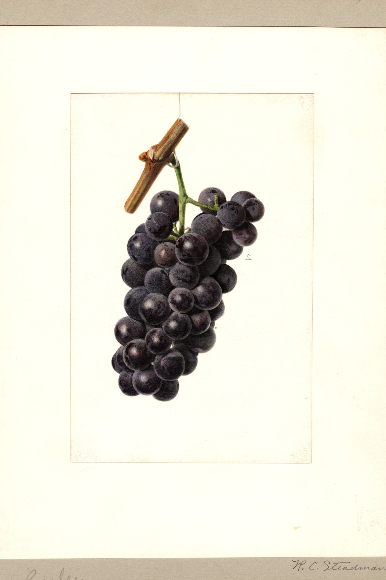 Presley Grape