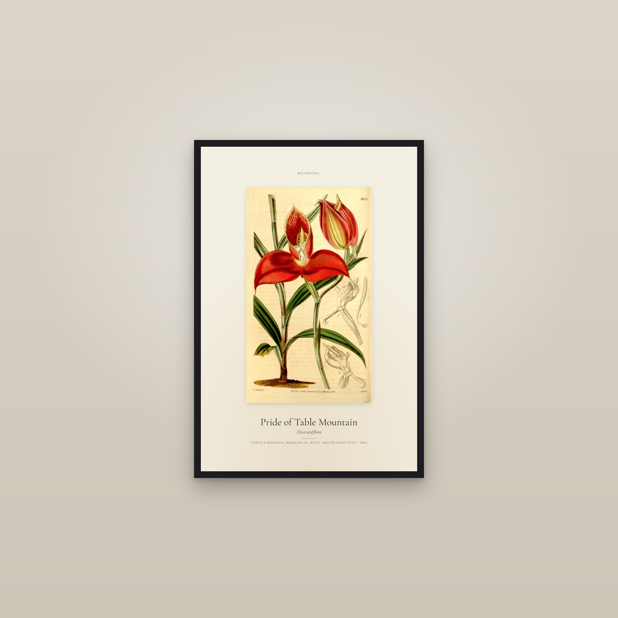 Pride of Table Mountain — Specimen — framed in a gallery setting