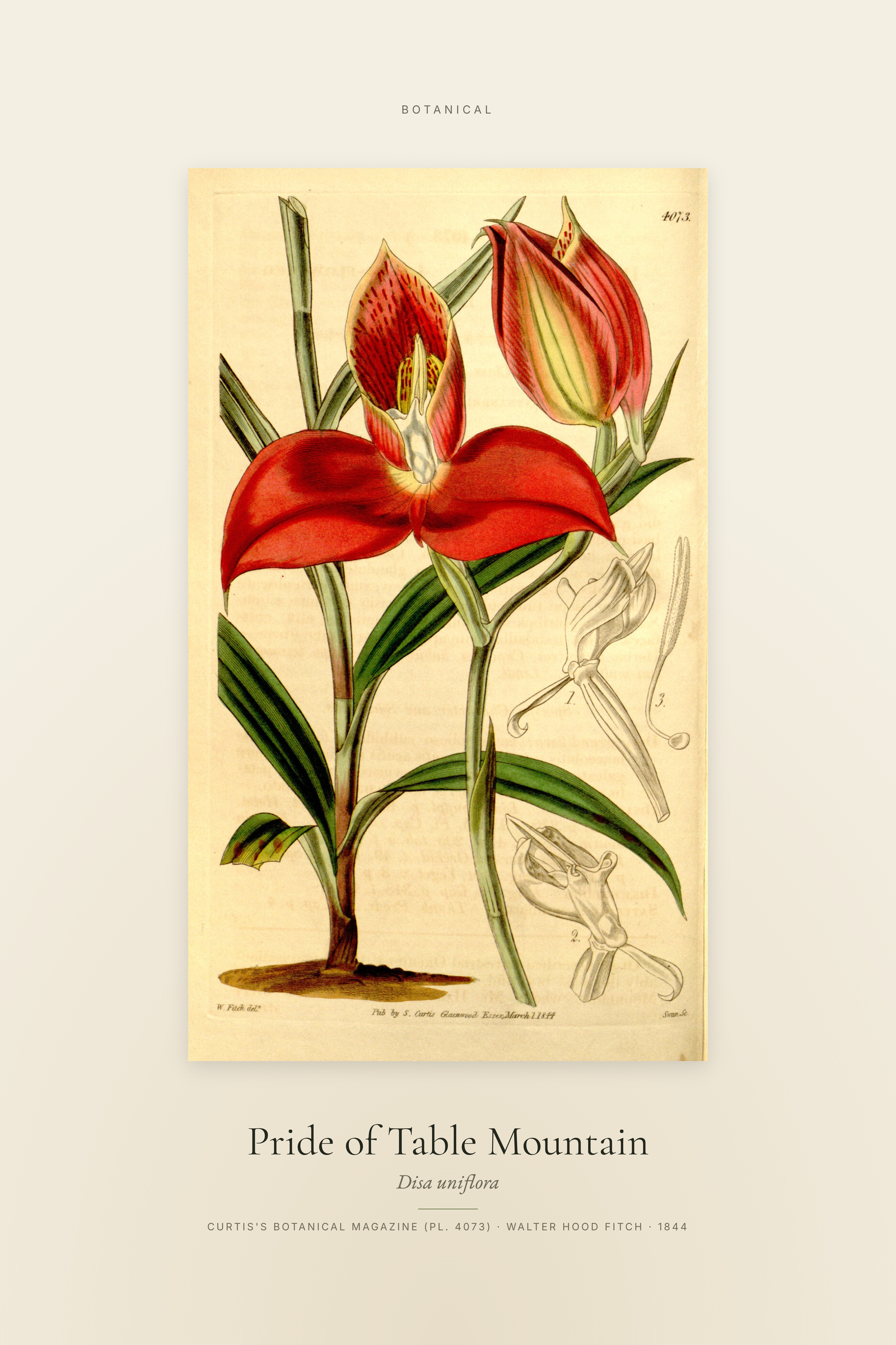 Pride of Table Mountain — Specimen