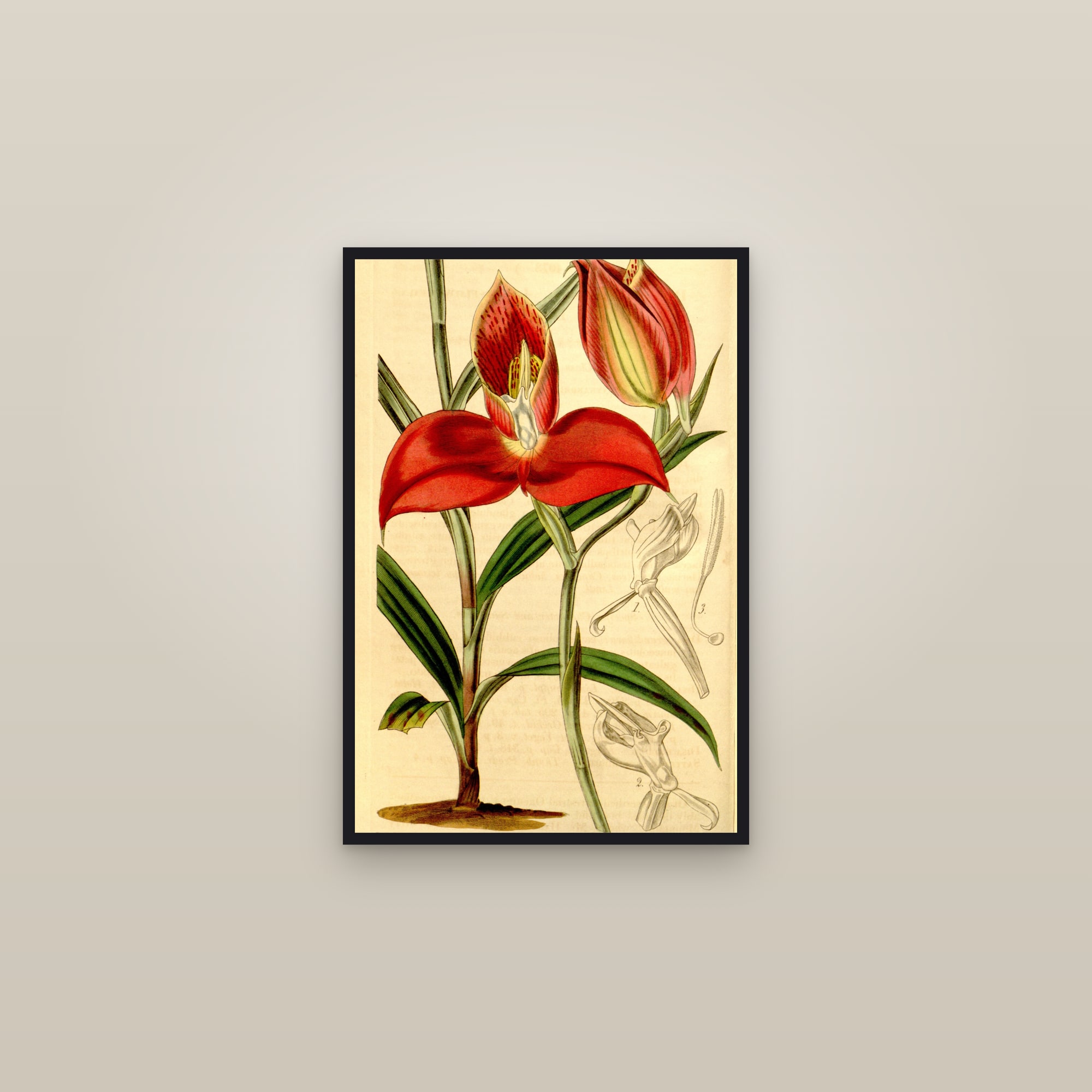 Pride of Table Mountain — framed in a gallery setting