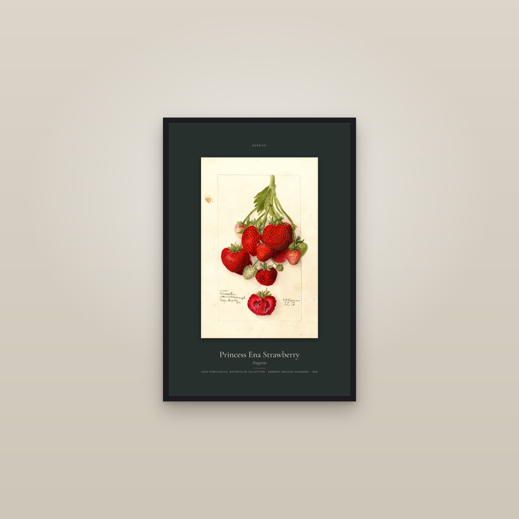 Princess Ena Strawberry — Specimen — framed in a gallery setting