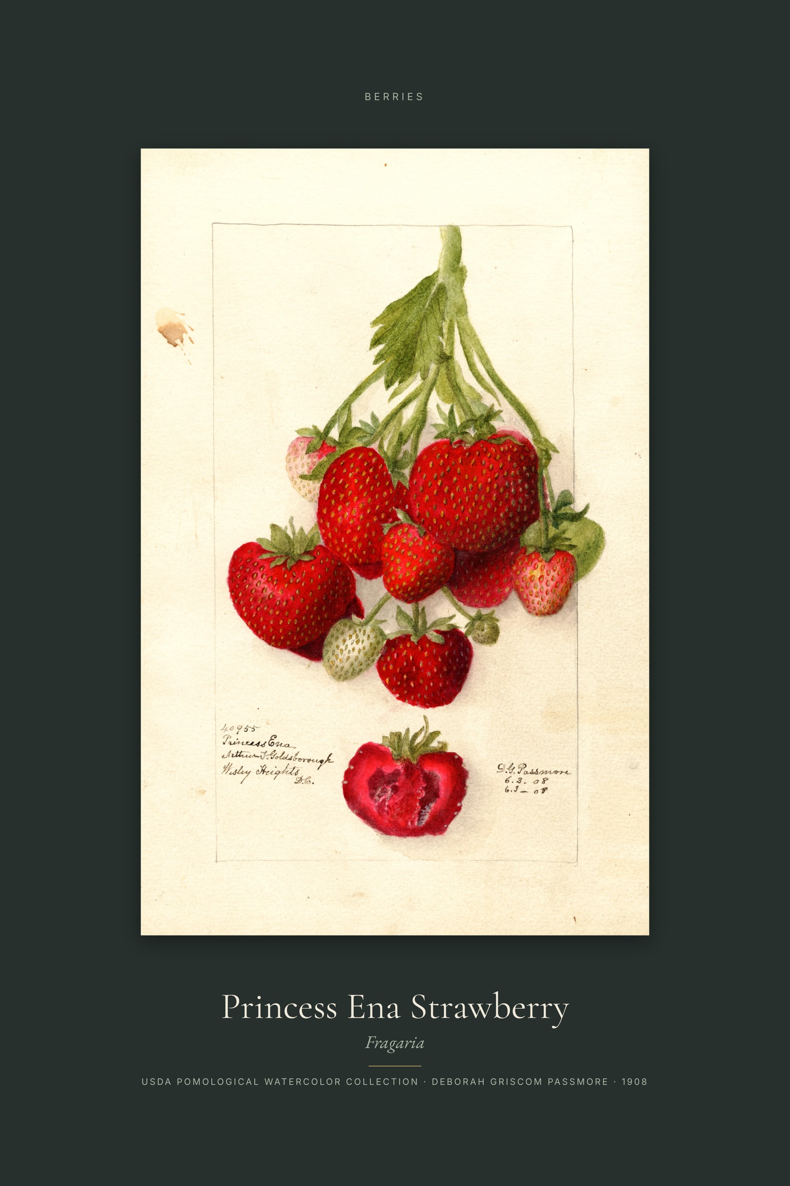 Princess Ena Strawberry — Specimen