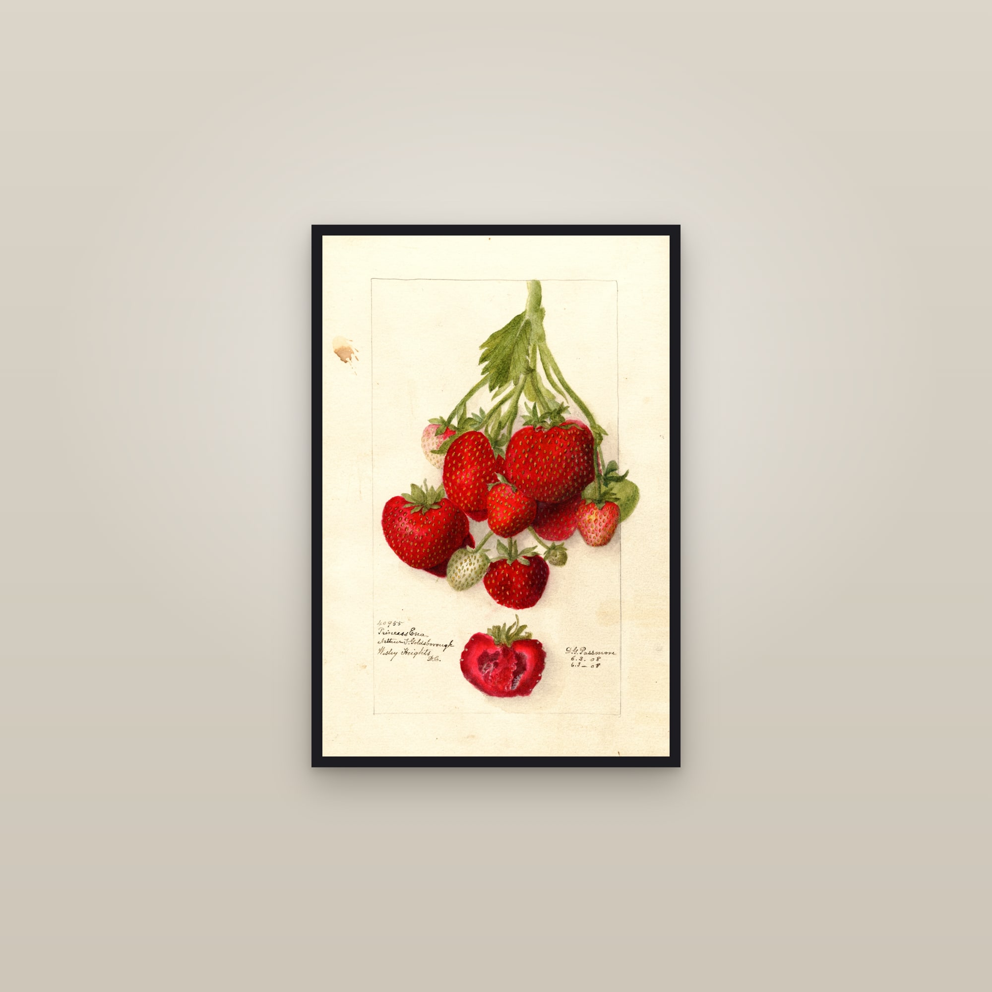Princess Ena Strawberry — framed in a gallery setting