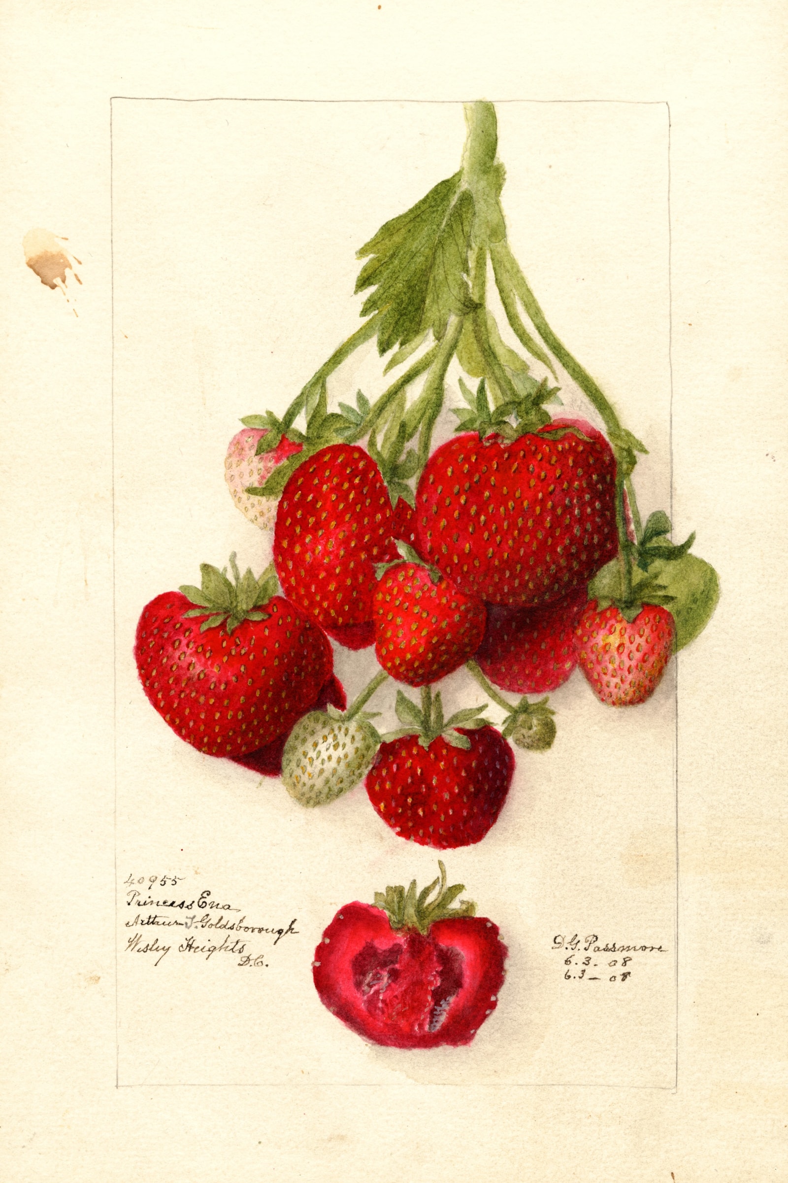 Princess Ena Strawberry