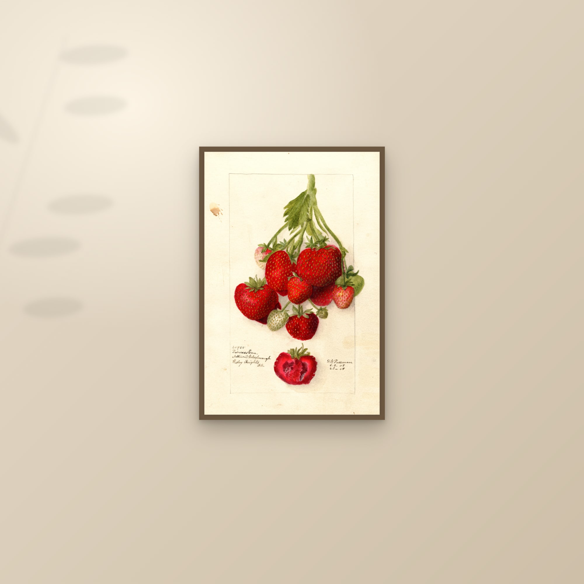 Princess Ena Strawberry — framed and styled on a sunlit wall