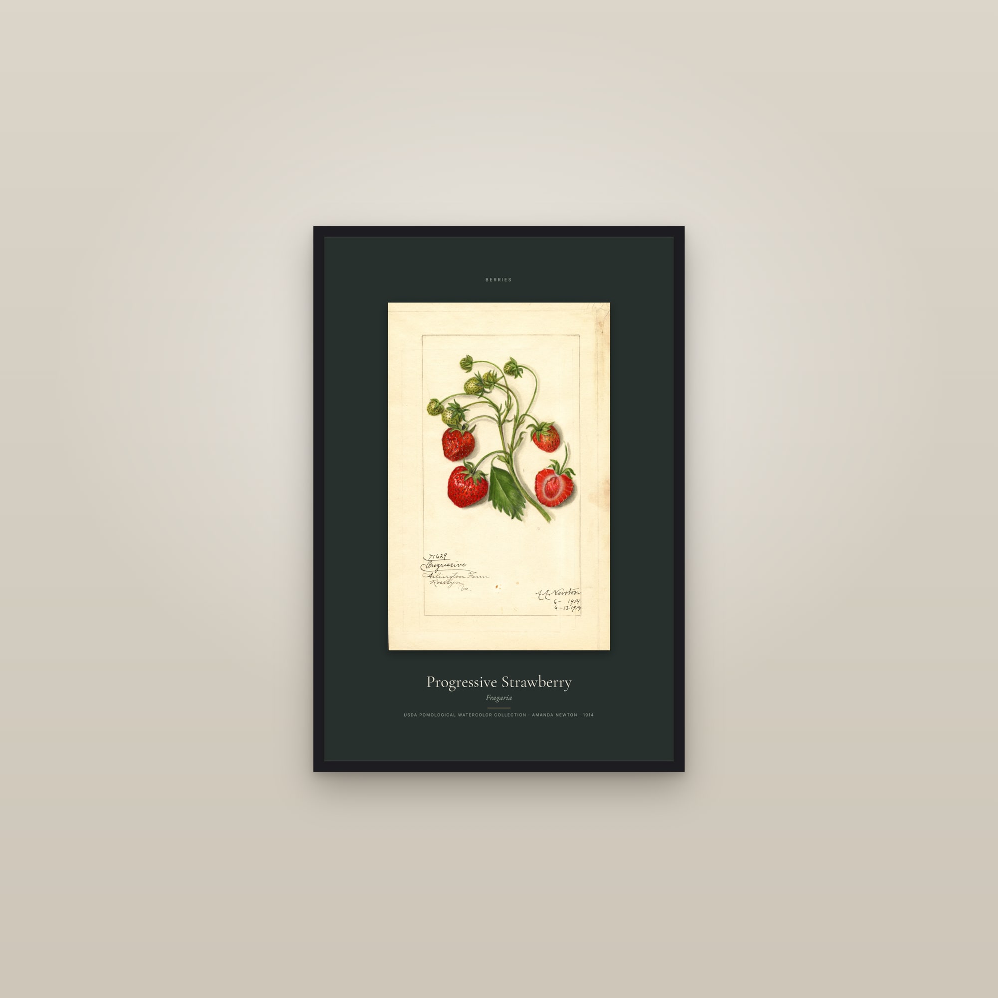 Progressive Strawberry — Specimen — framed in a gallery setting