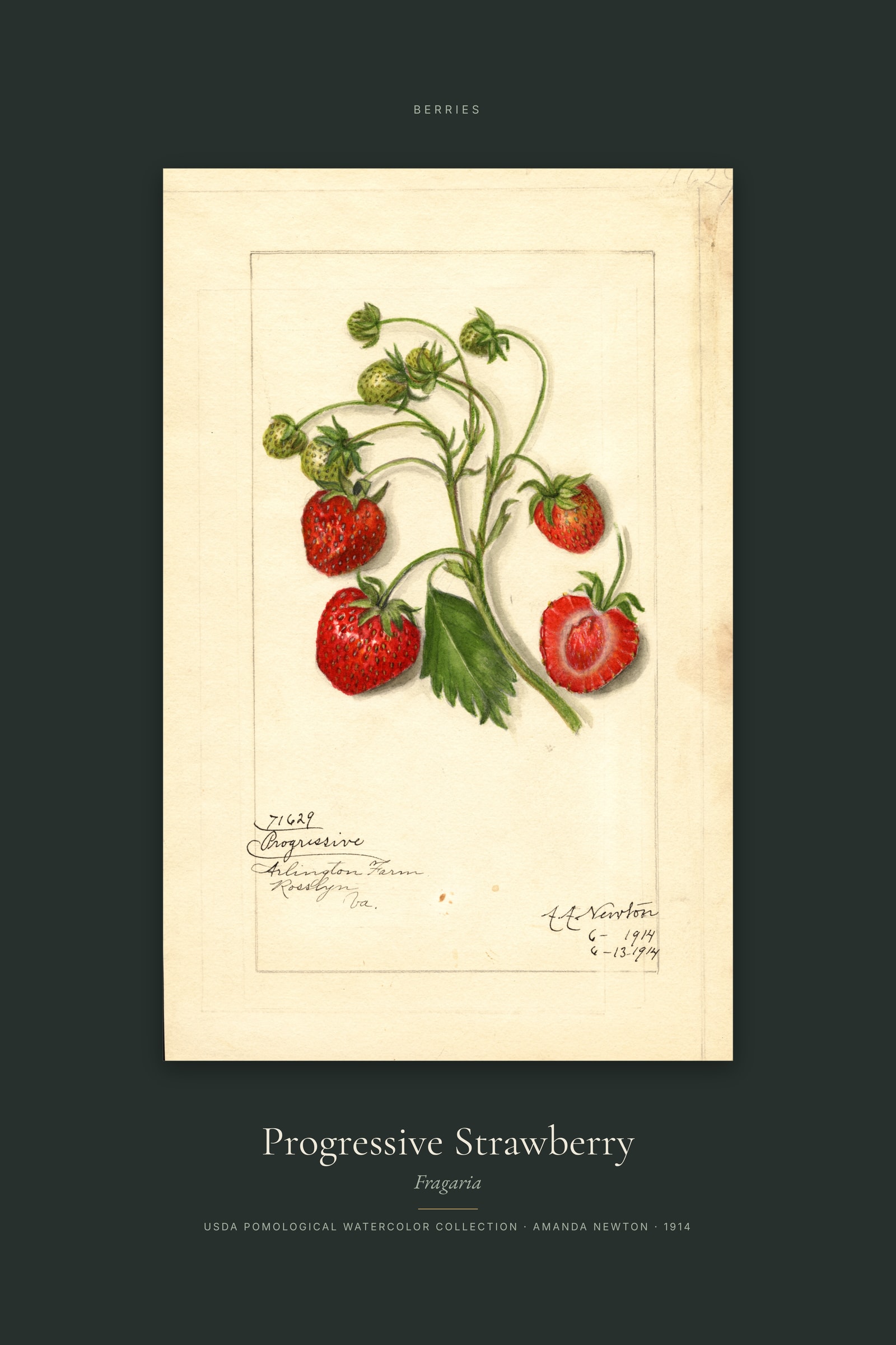 Progressive Strawberry — Specimen