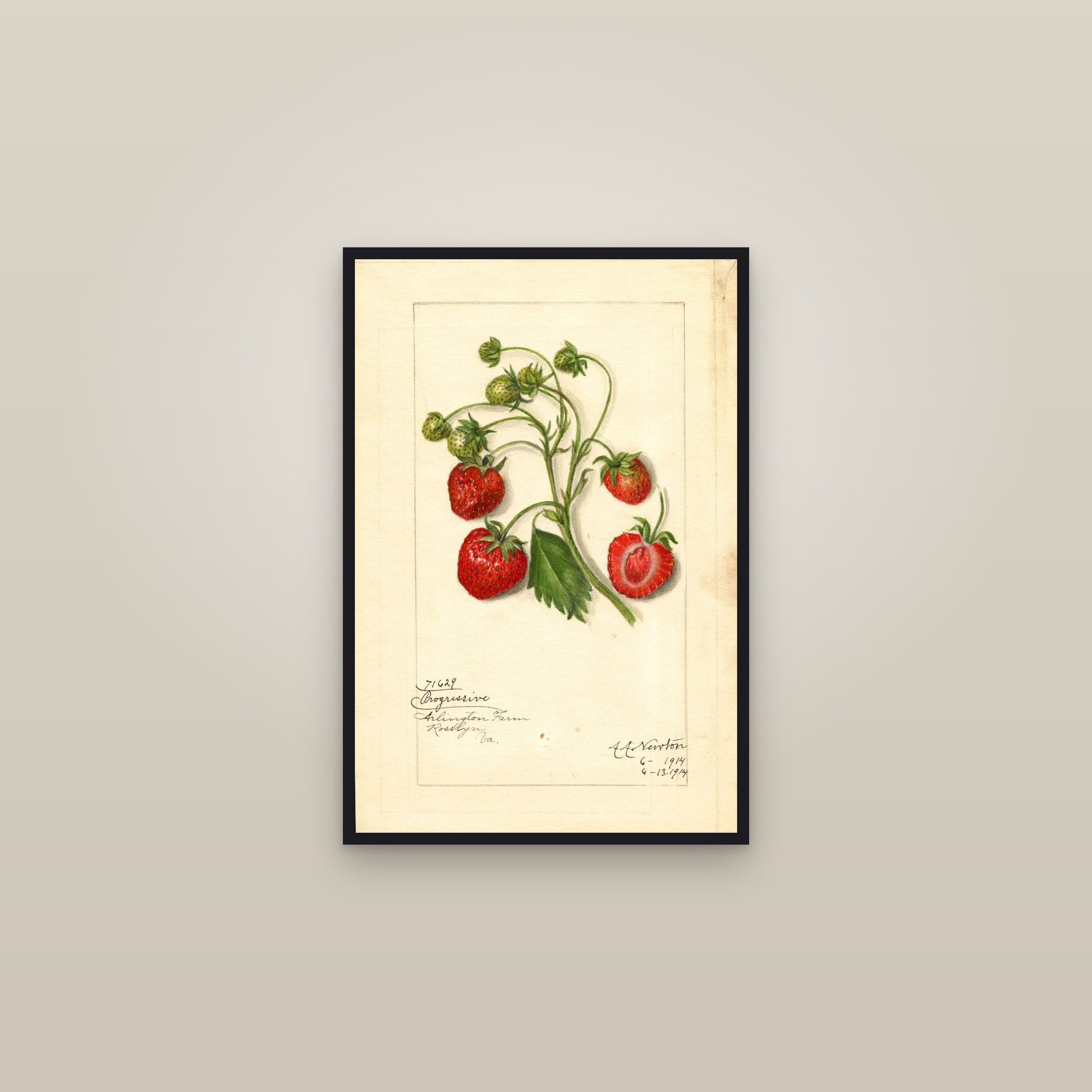 Progressive Strawberry — framed in a gallery setting