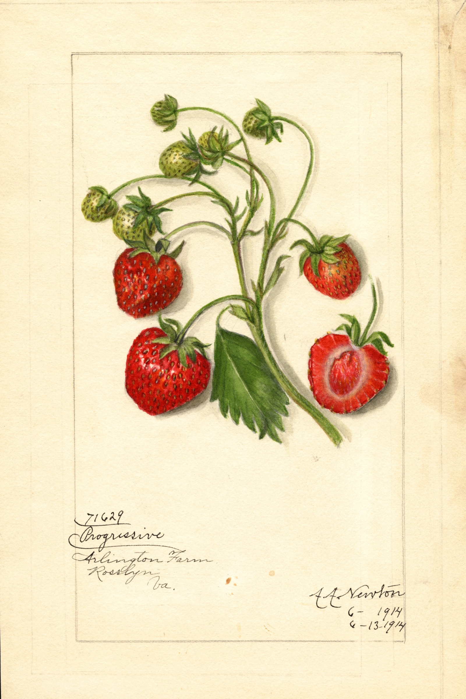 Progressive Strawberry