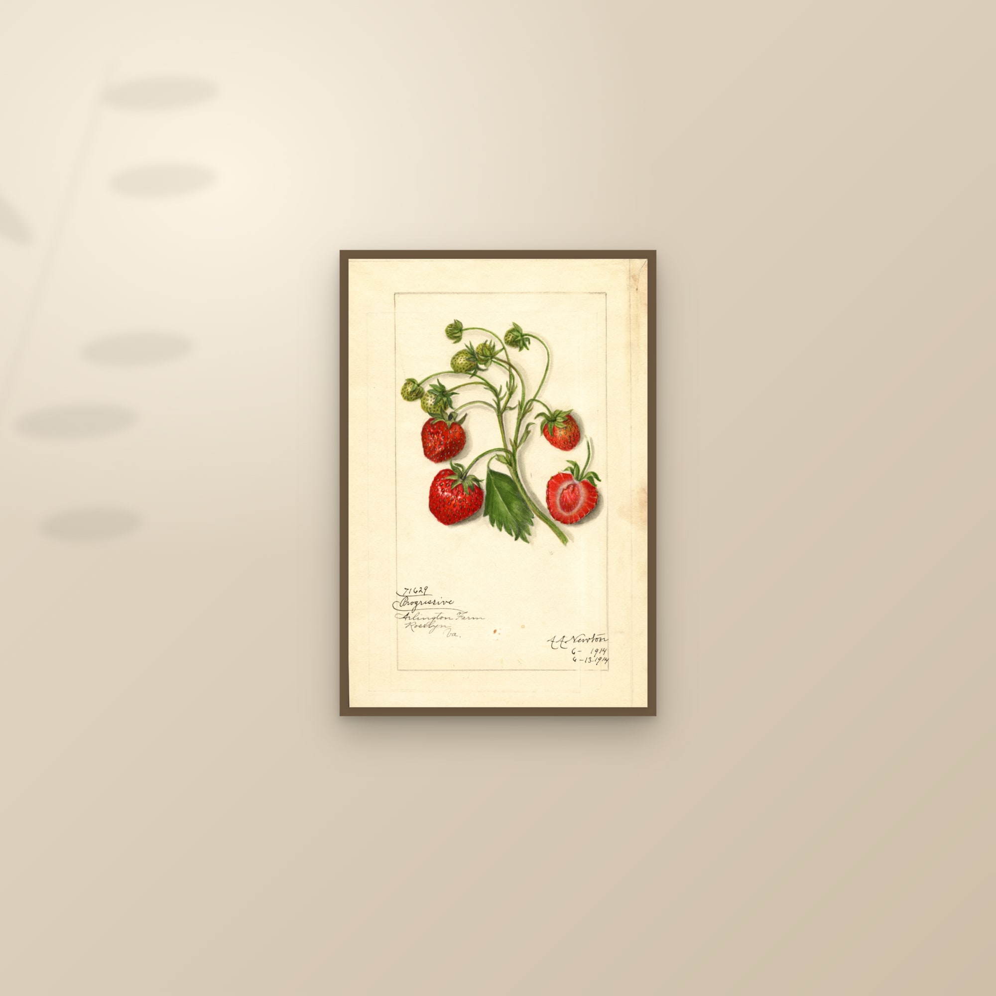 Progressive Strawberry — framed and styled on a sunlit wall