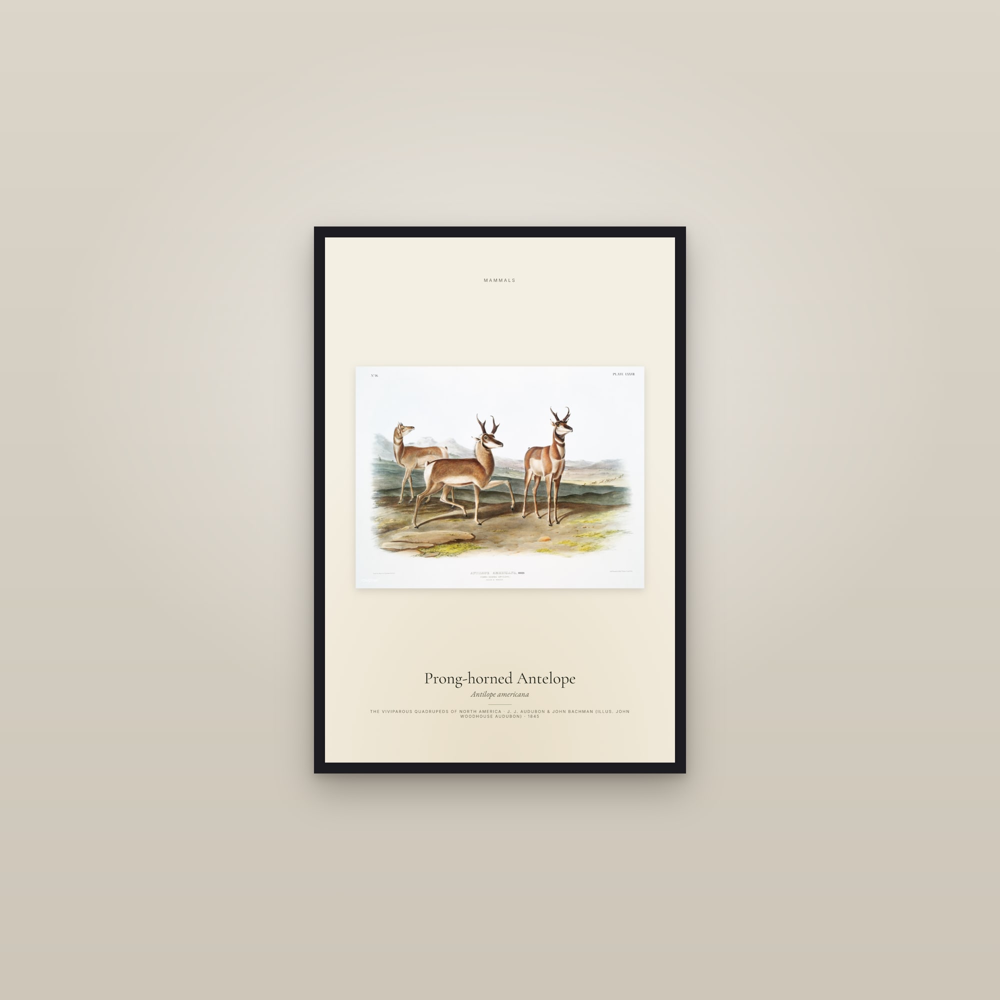 Prong-horned Antelope — framed in a gallery setting