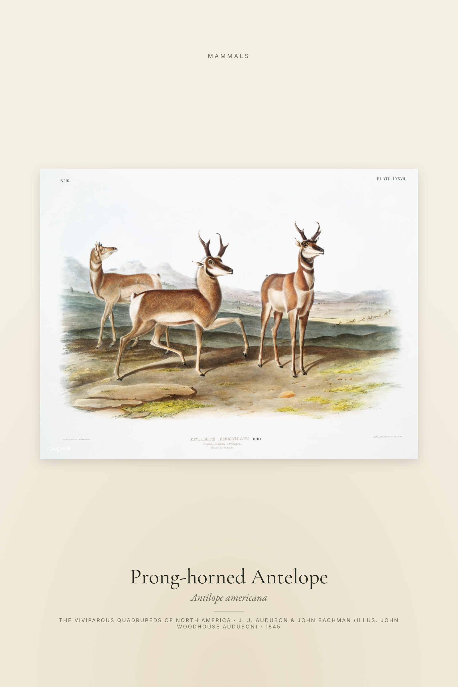 Prong-horned Antelope