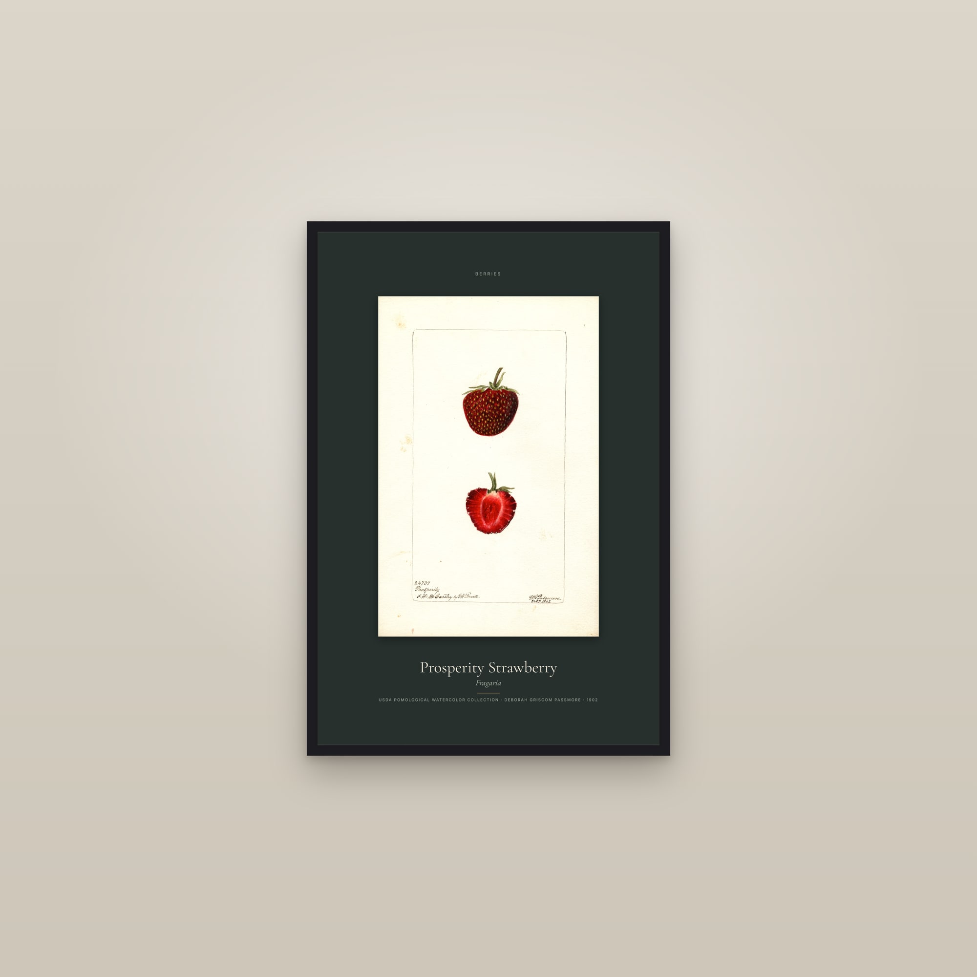 Prosperity Strawberry — Specimen — framed in a gallery setting
