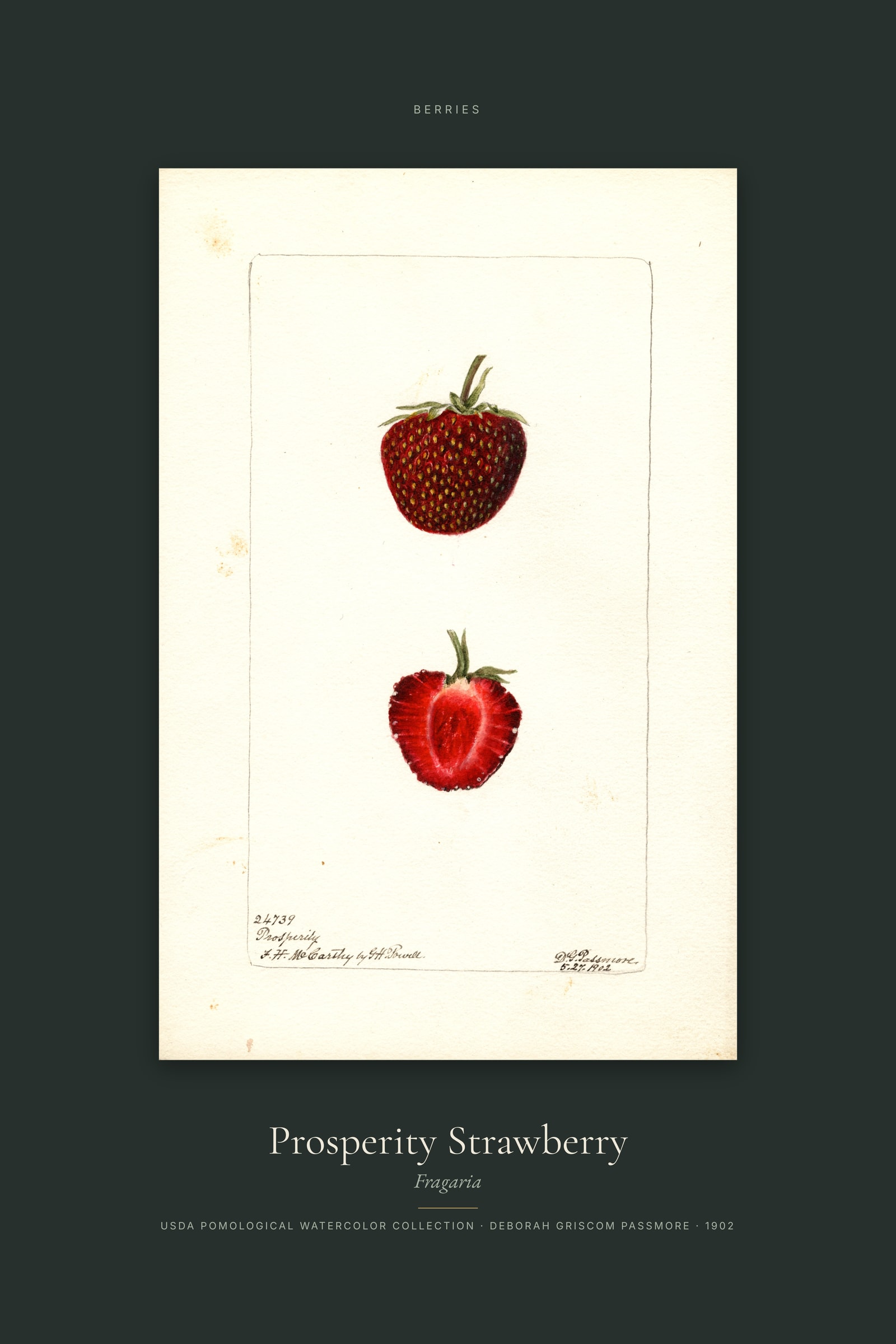 Prosperity Strawberry — Specimen