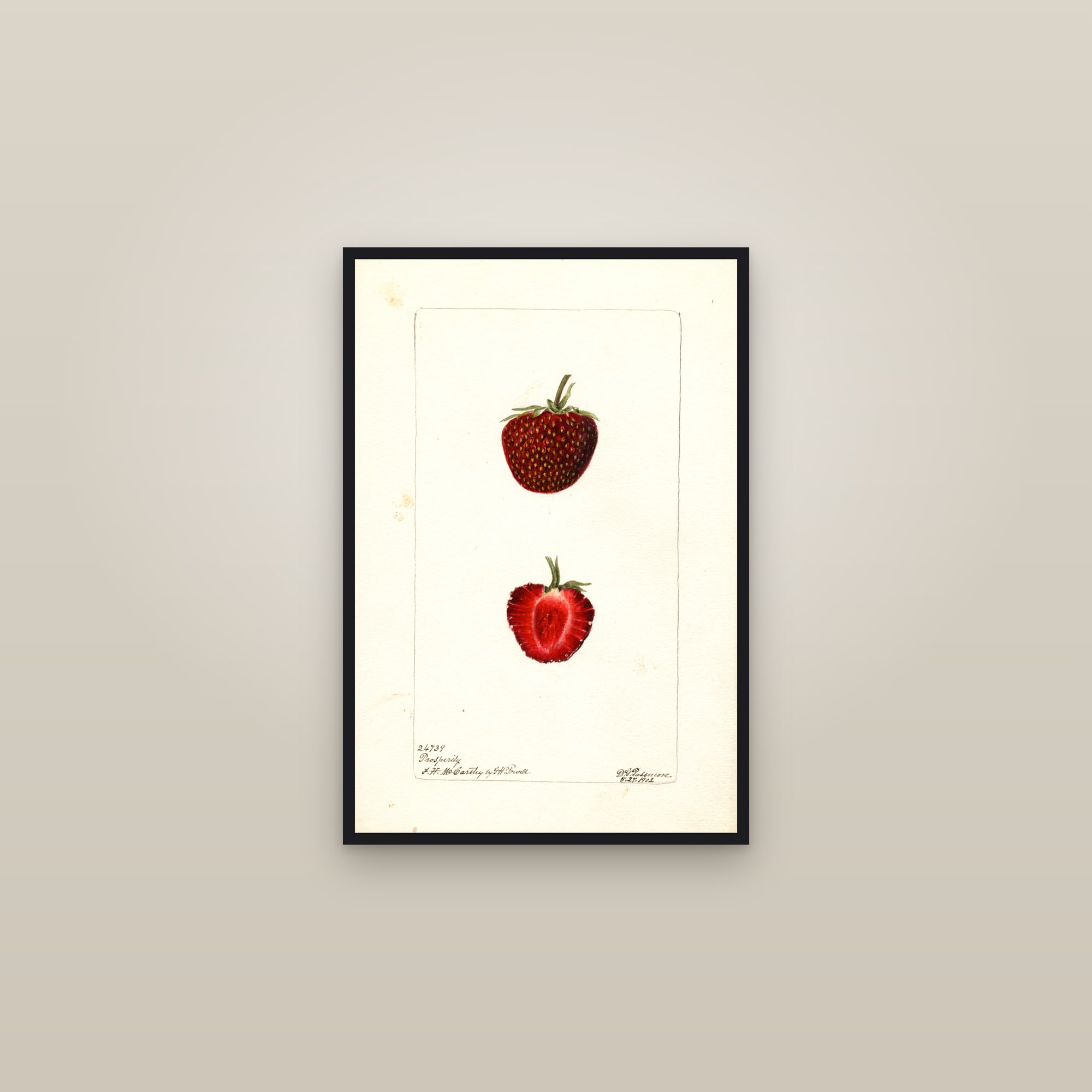 Prosperity Strawberry — framed in a gallery setting