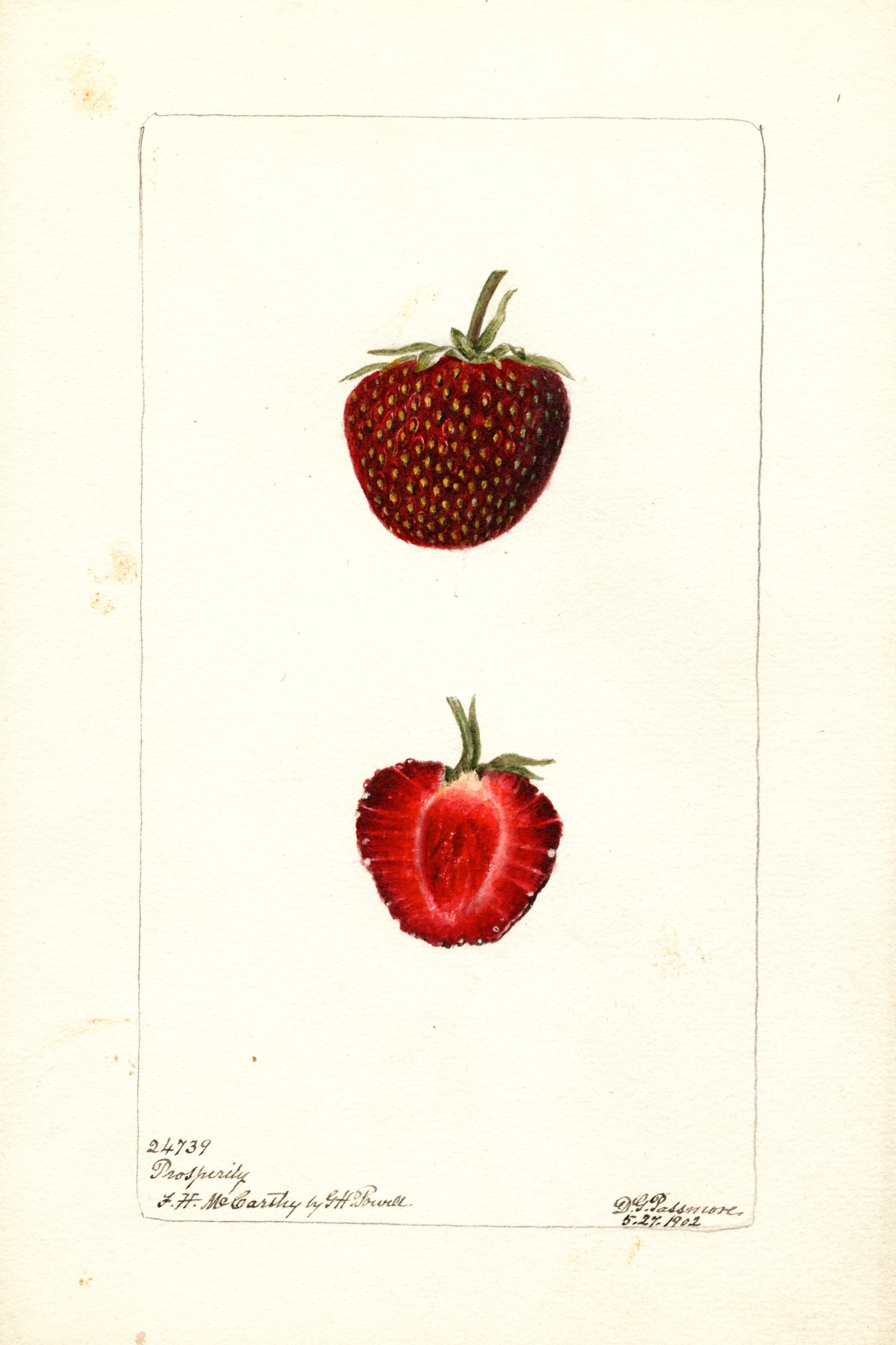 Prosperity Strawberry