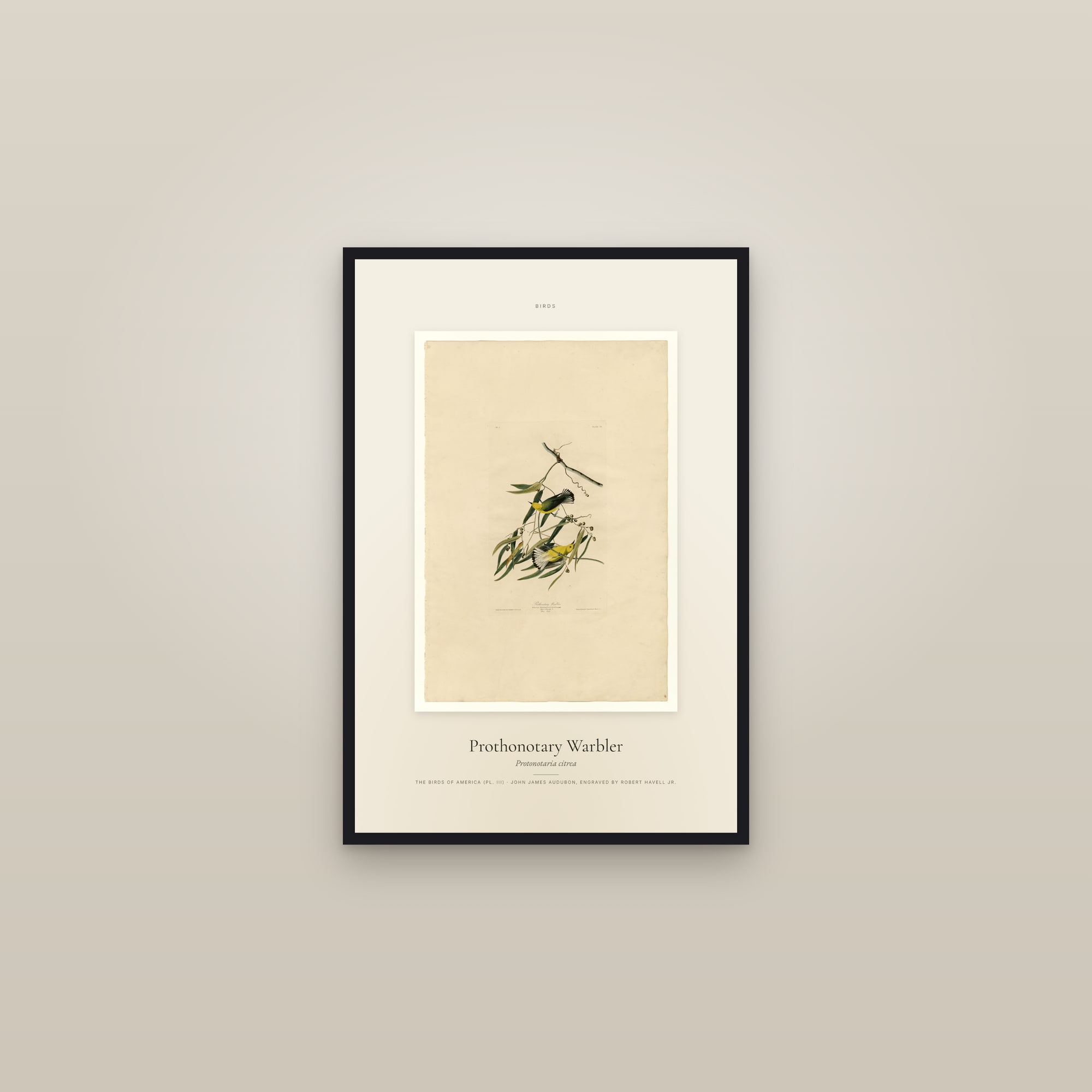 Prothonotary Warbler — Specimen — framed in a gallery setting
