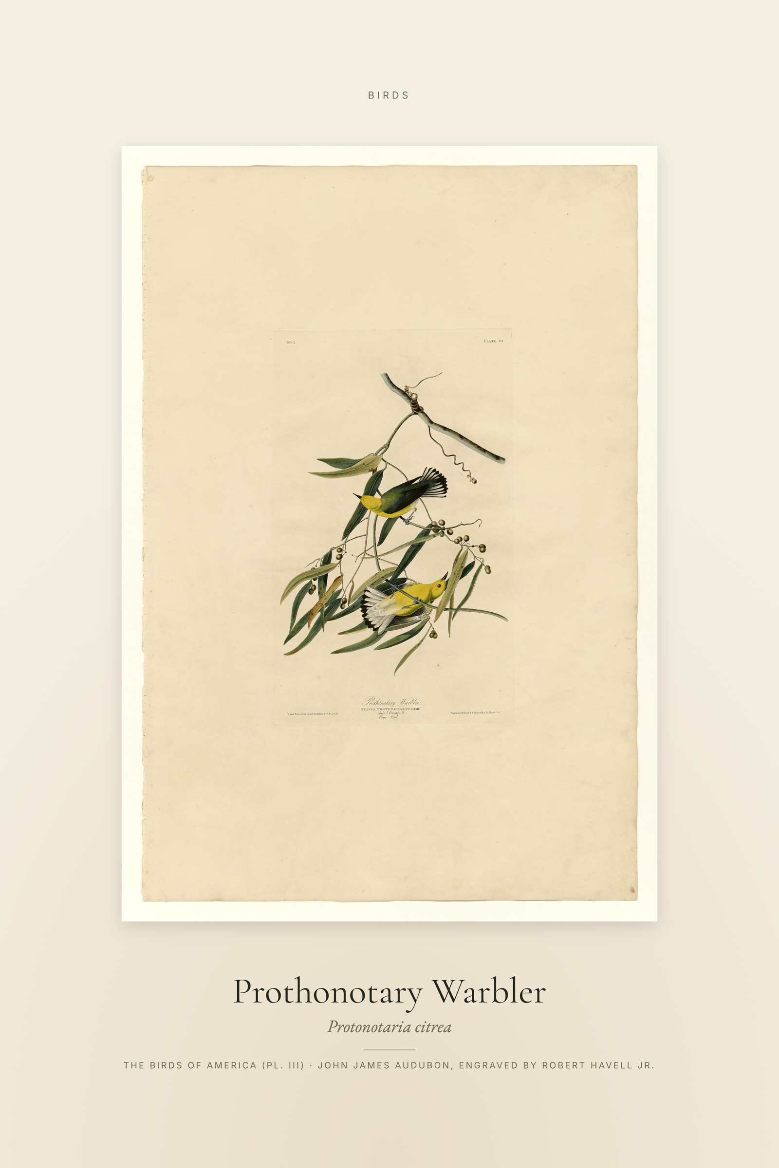Prothonotary Warbler — Specimen