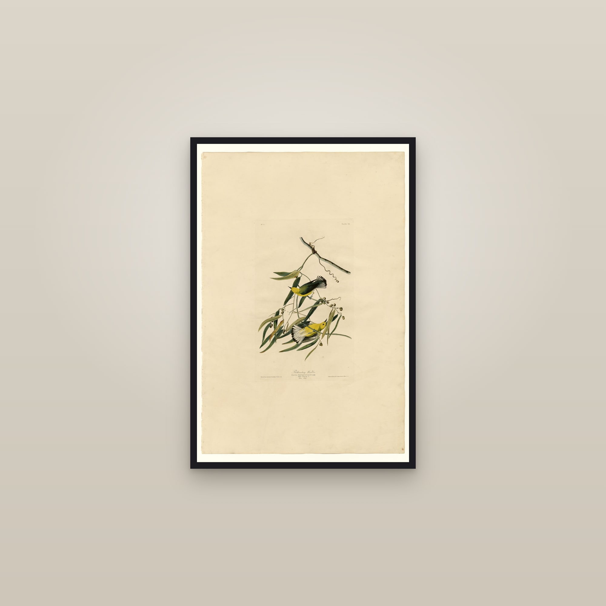 Prothonotary Warbler — framed in a gallery setting