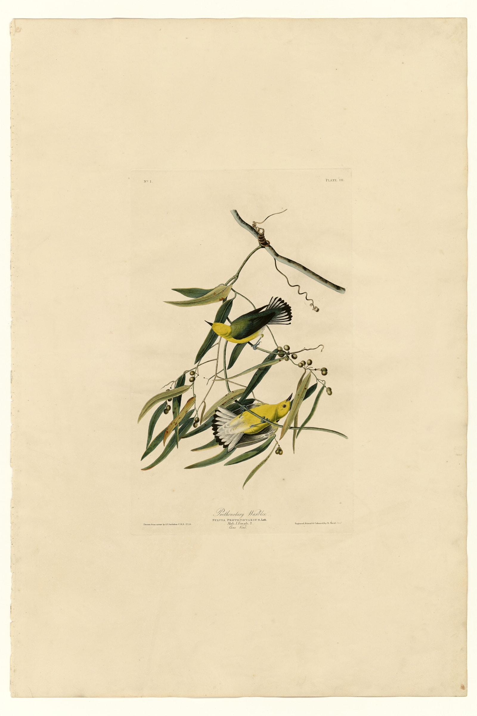 Prothonotary Warbler