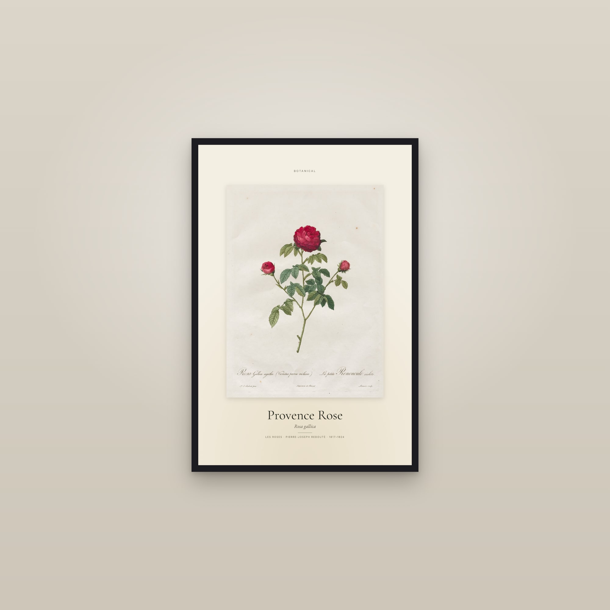 Provence Rose — Specimen — framed in a gallery setting