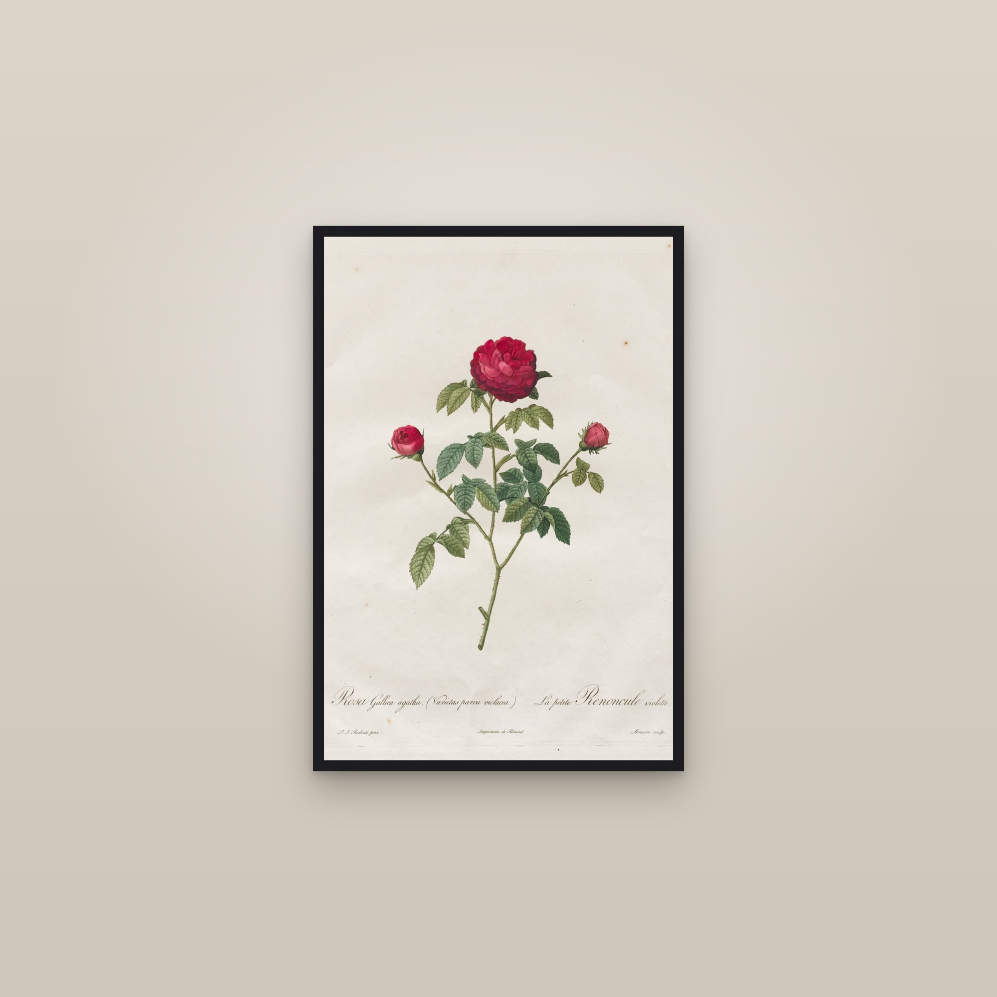 Provence Rose — framed in a gallery setting