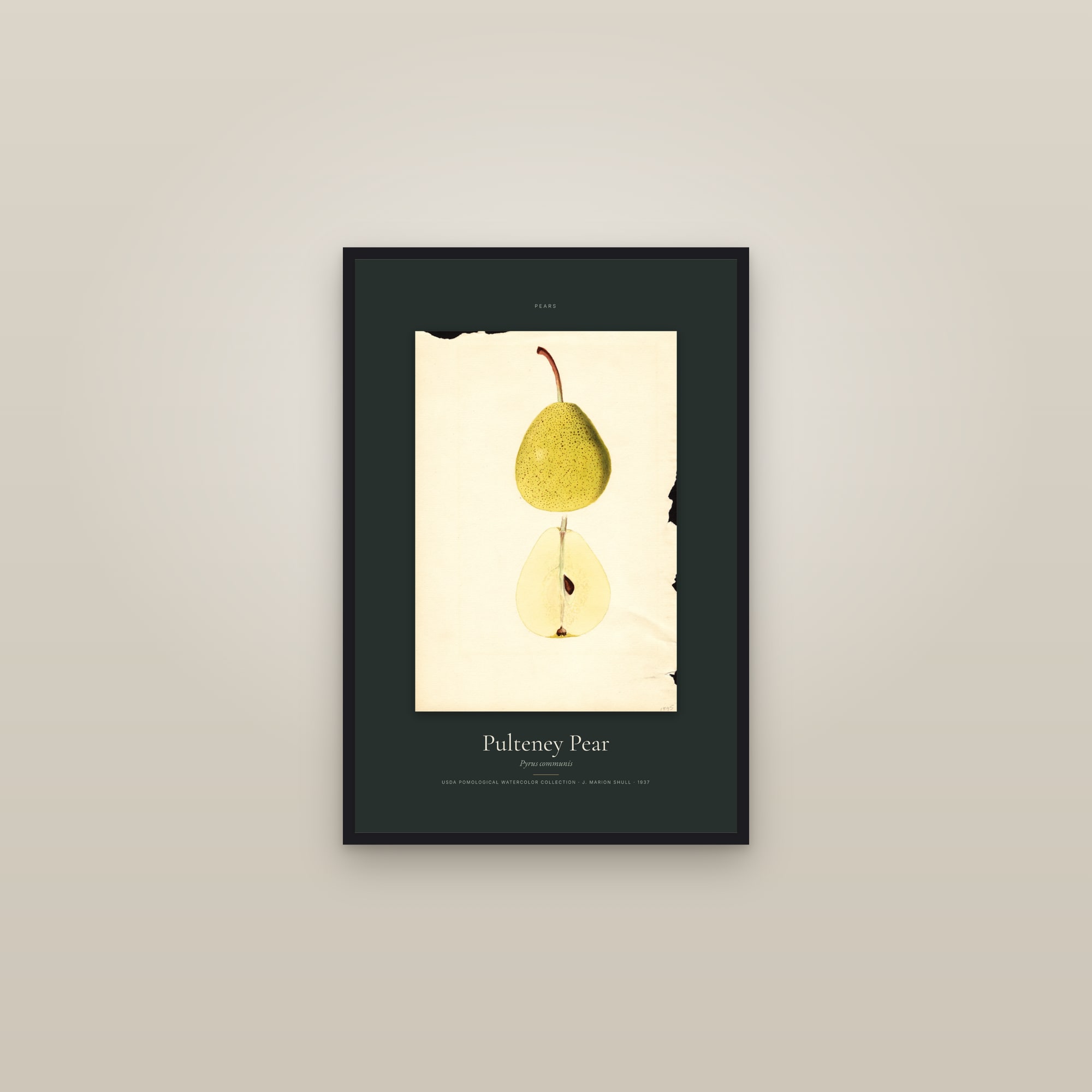 Pulteney Pear — Specimen — framed in a gallery setting