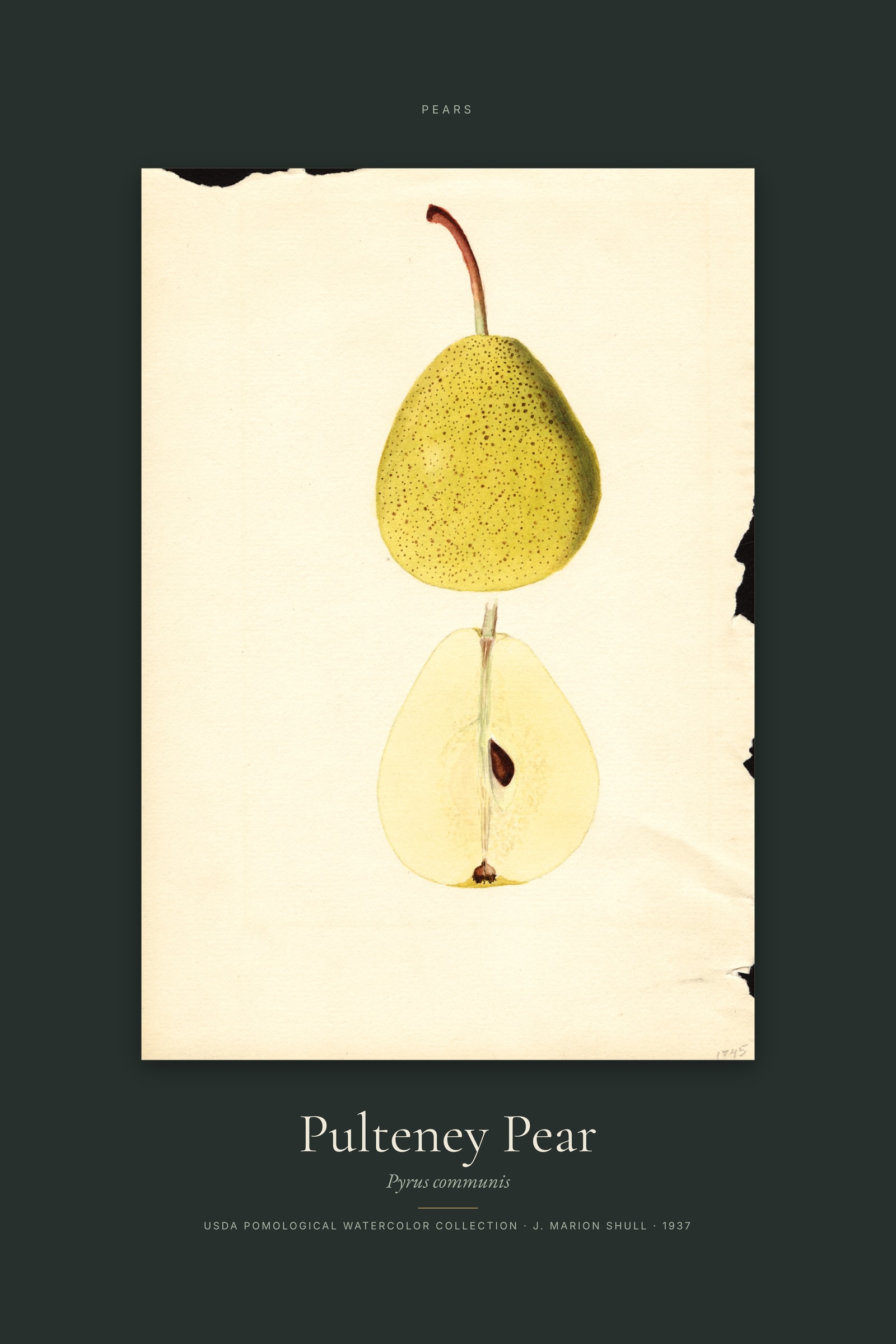 Pulteney Pear — Specimen