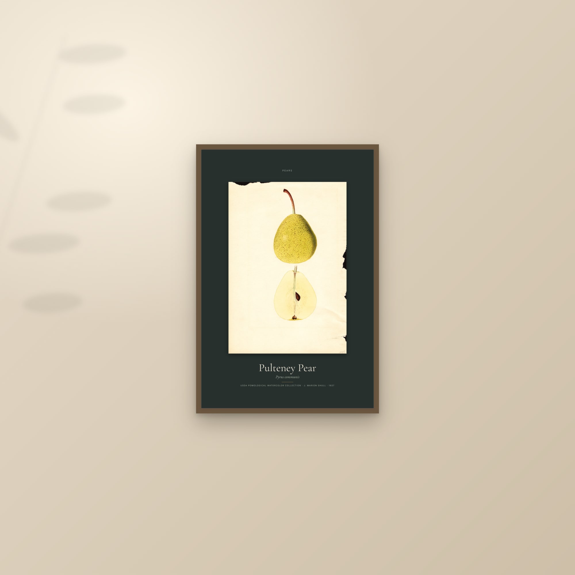 Pulteney Pear — Specimen — framed and styled on a sunlit wall