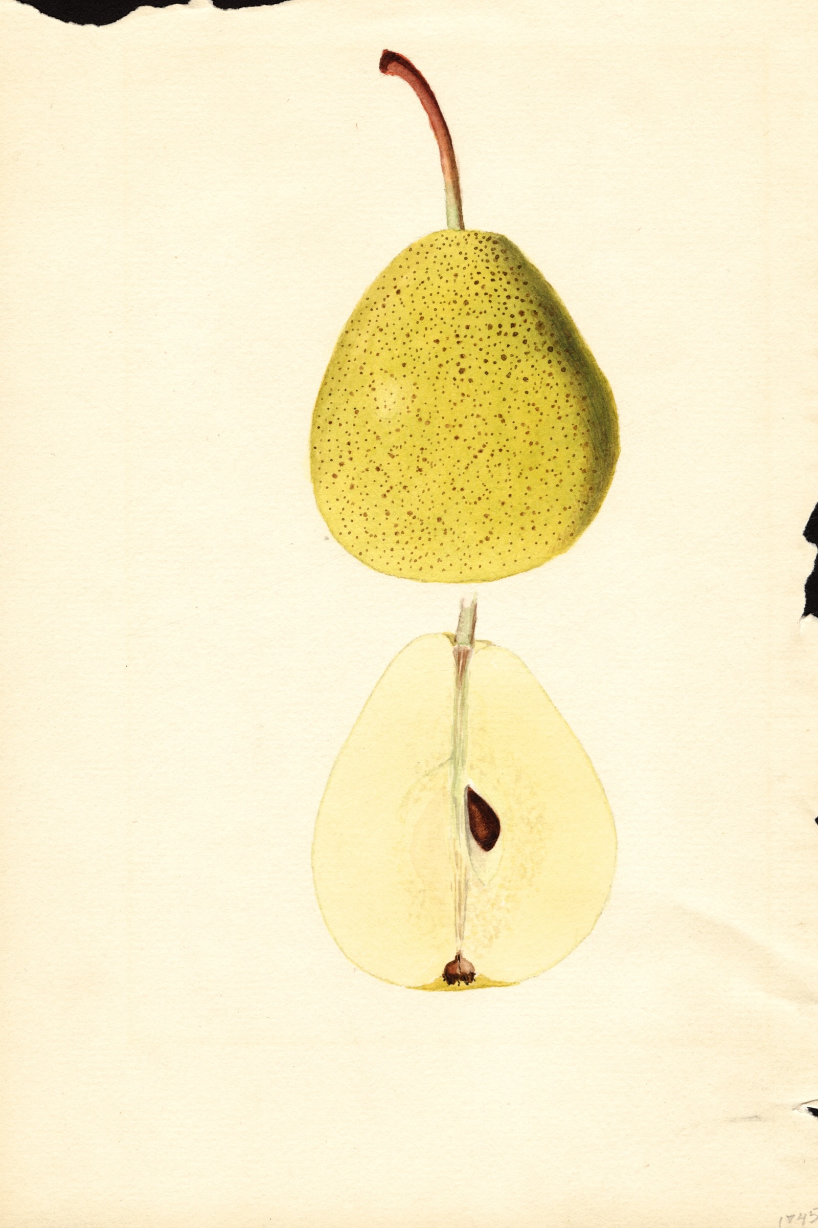 Pulteney Pear