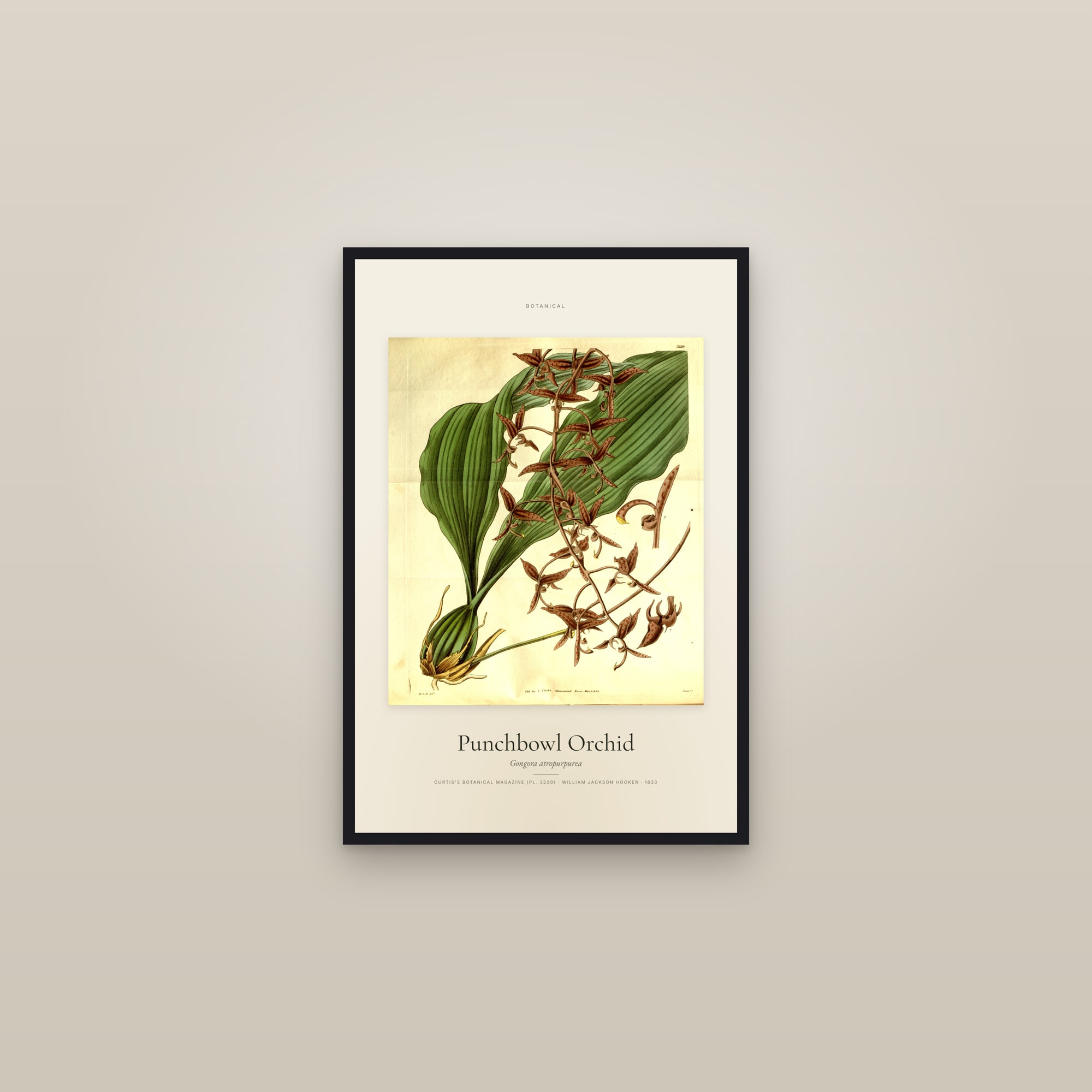 Punchbowl Orchid — Specimen — framed in a gallery setting
