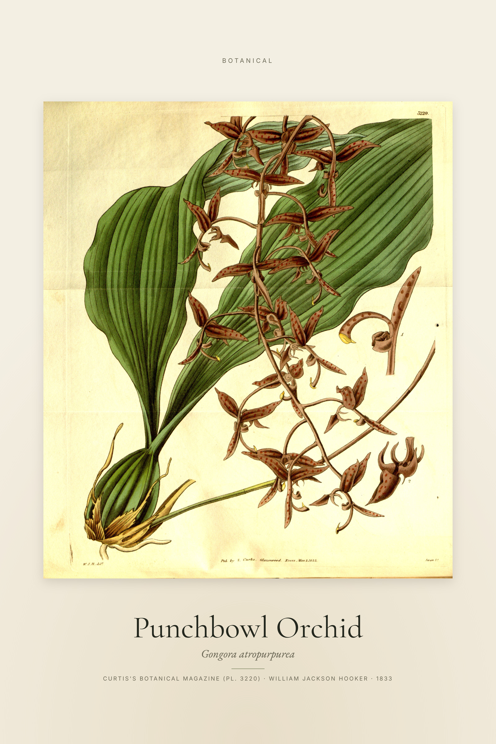 Punchbowl Orchid — Specimen