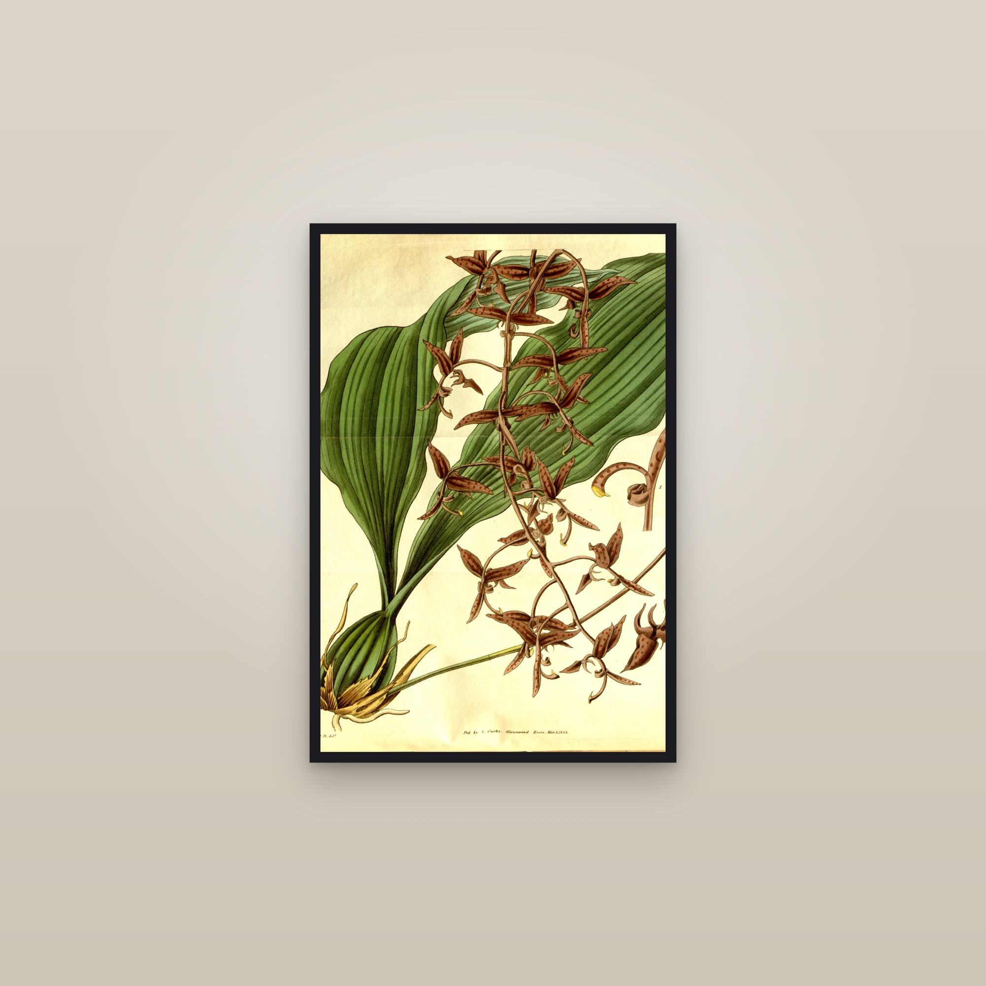 Punchbowl Orchid — framed in a gallery setting