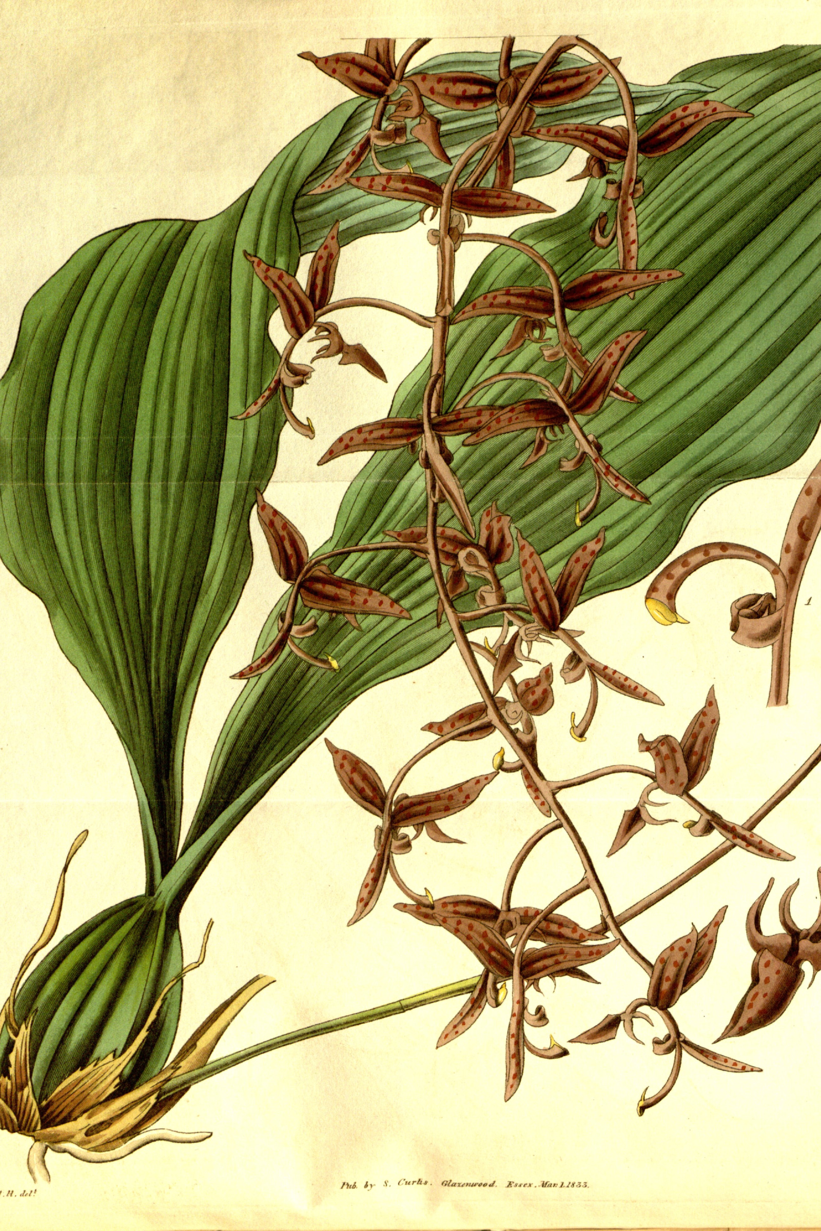 Punchbowl Orchid
