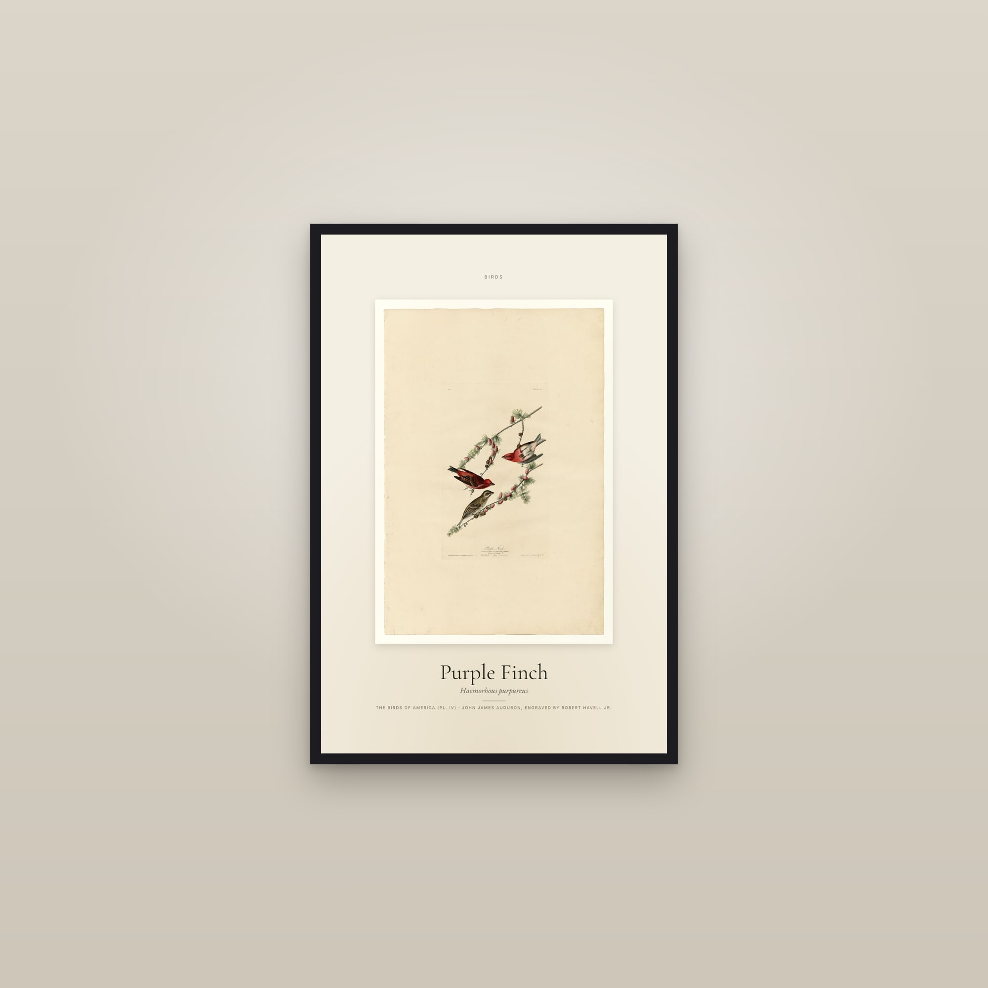 Purple Finch — Specimen — framed in a gallery setting