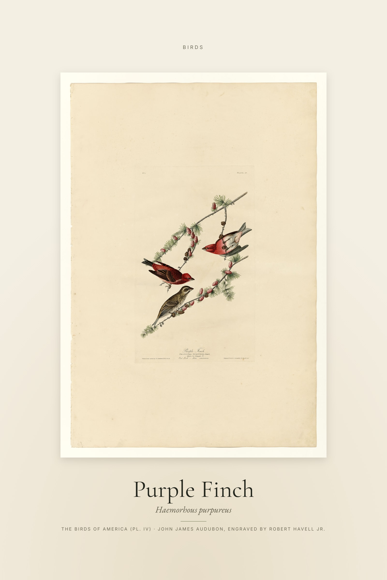 Purple Finch — Specimen