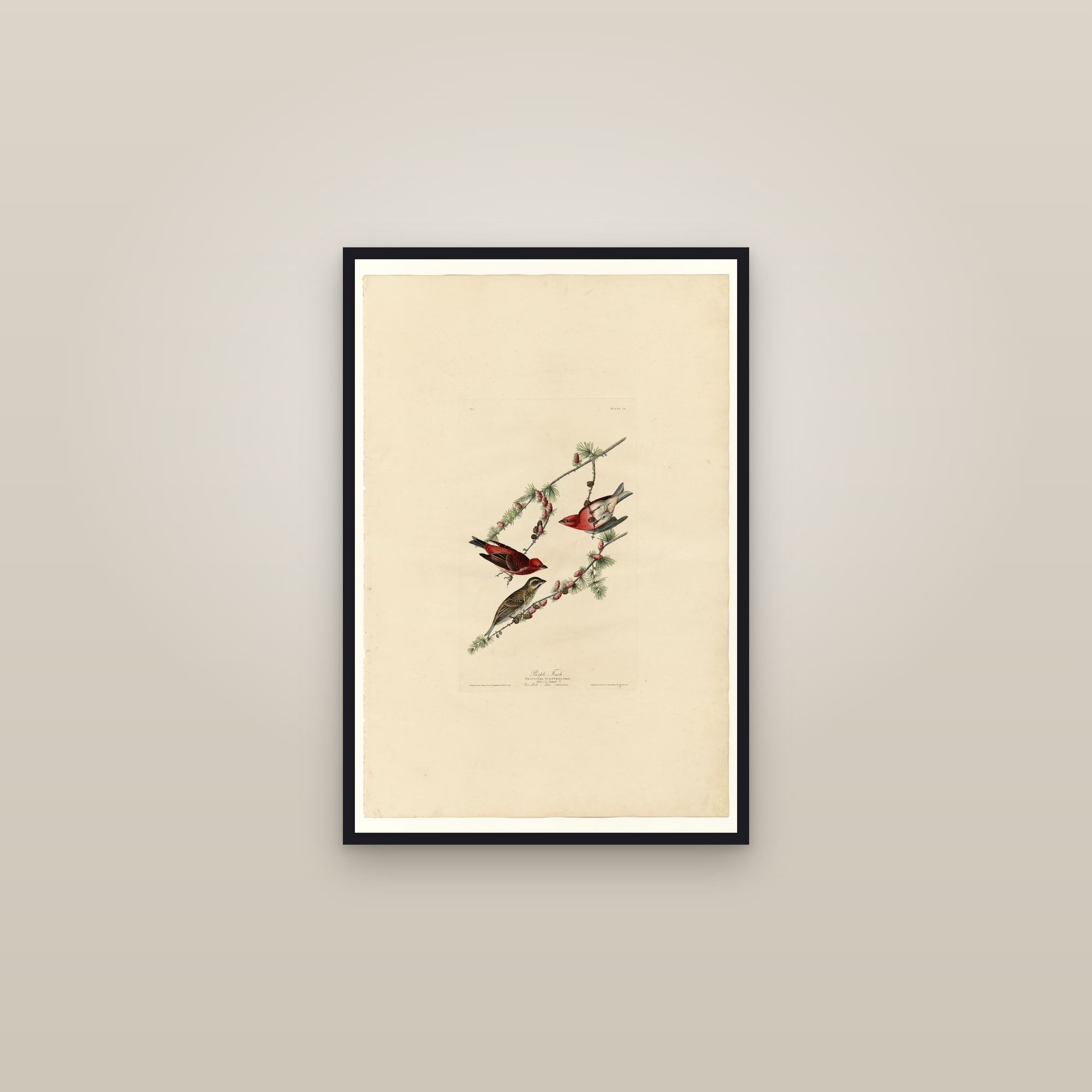 Purple Finch — framed in a gallery setting