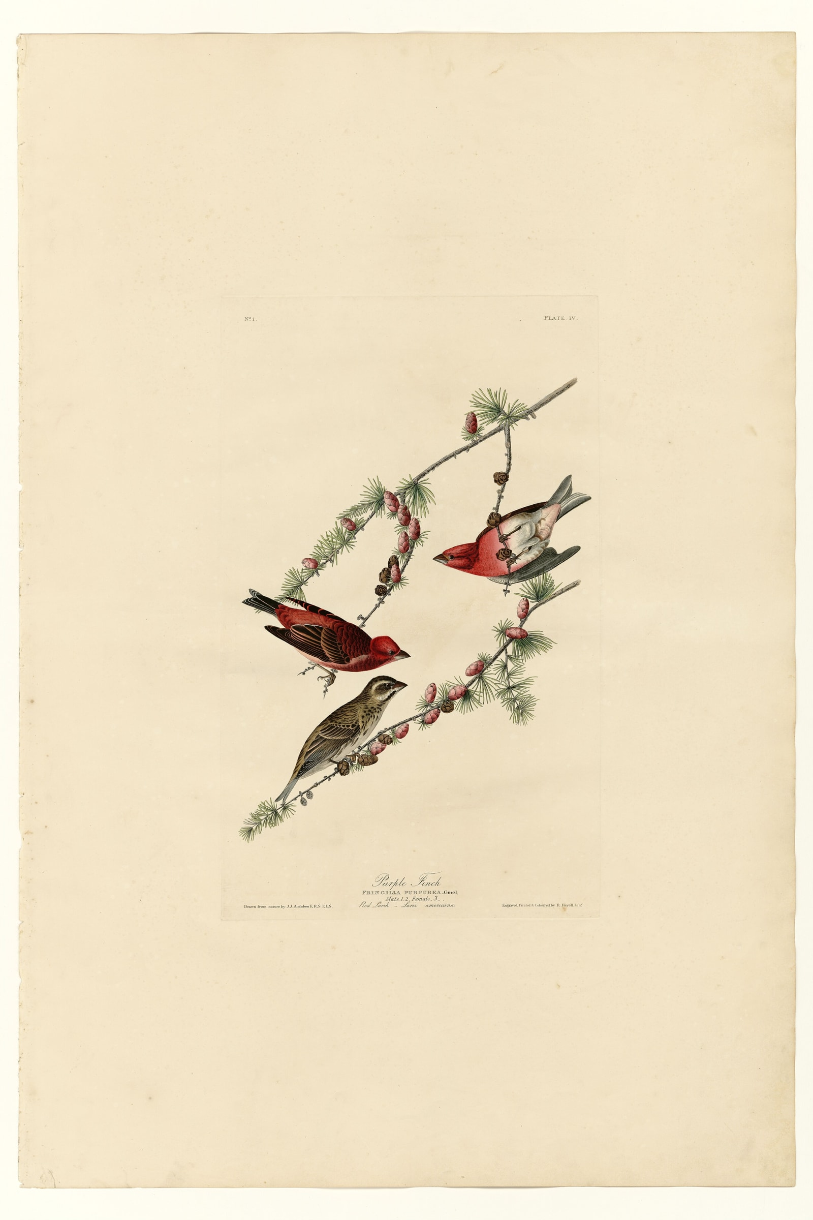 Purple Finch